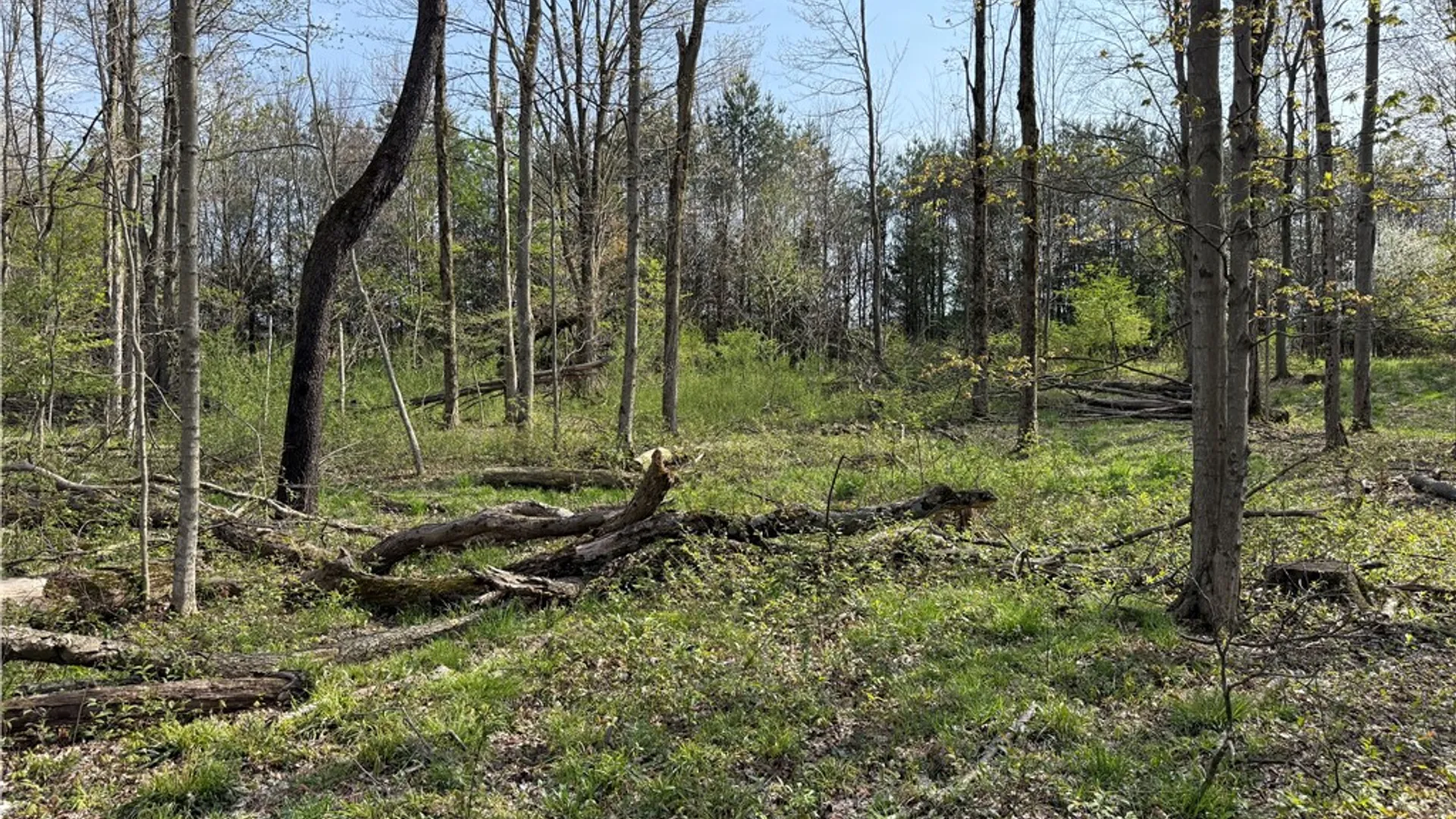 Property at 14245 Collin Ctr Zoar Road, Collins, NY 14034 21