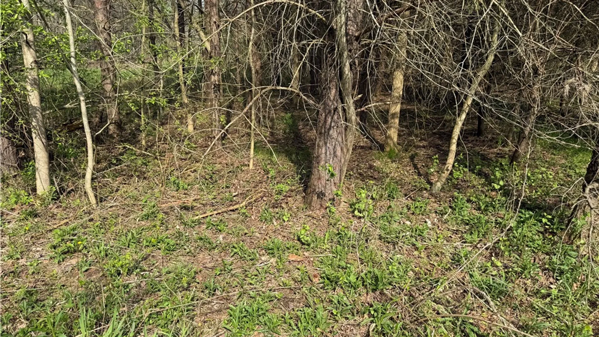 Property at 14245 Collin Ctr Zoar Road, Collins, NY 14034 6