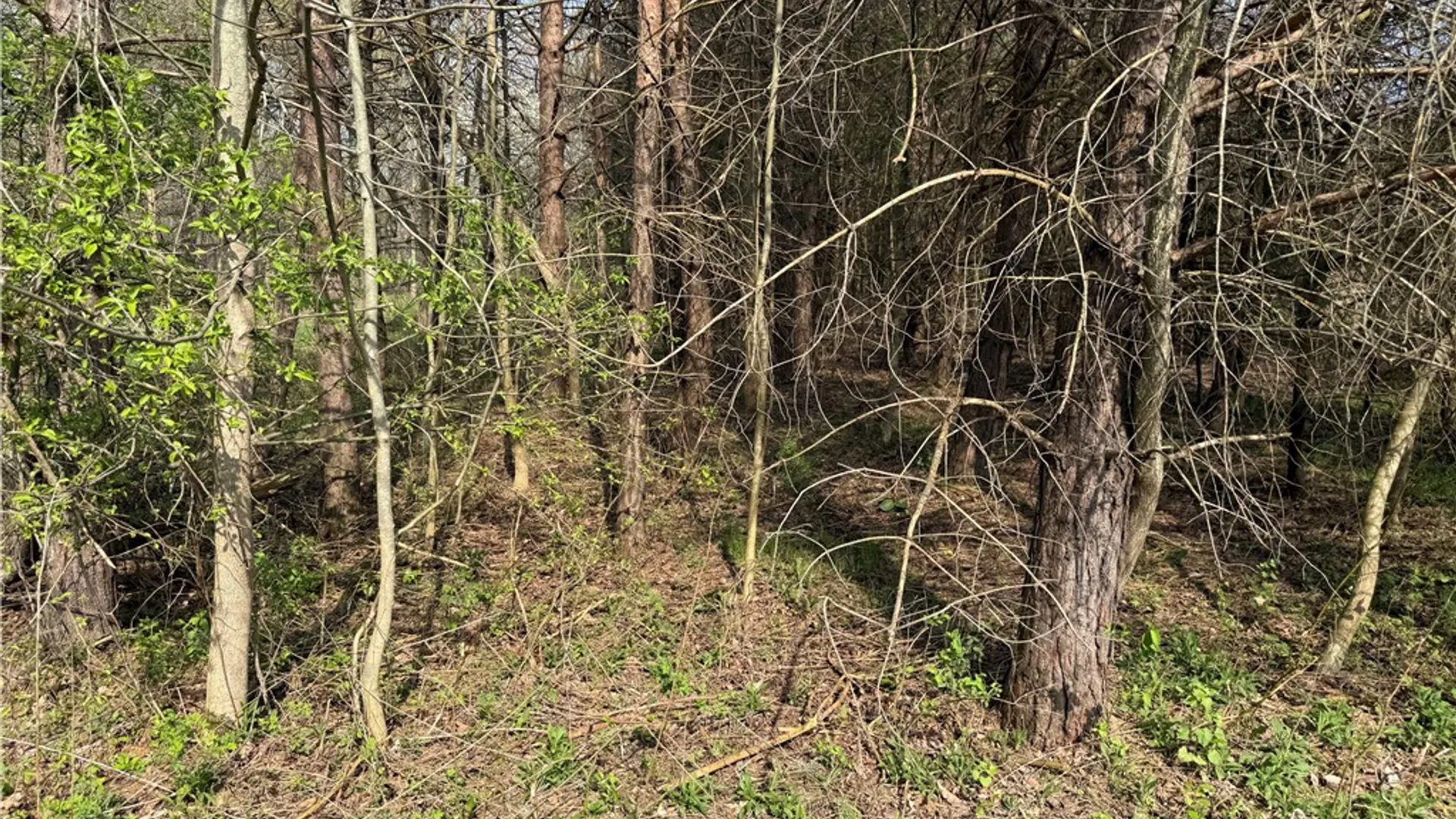 Property at 14245 Collin Ctr Zoar Road, Collins, NY 14034 7