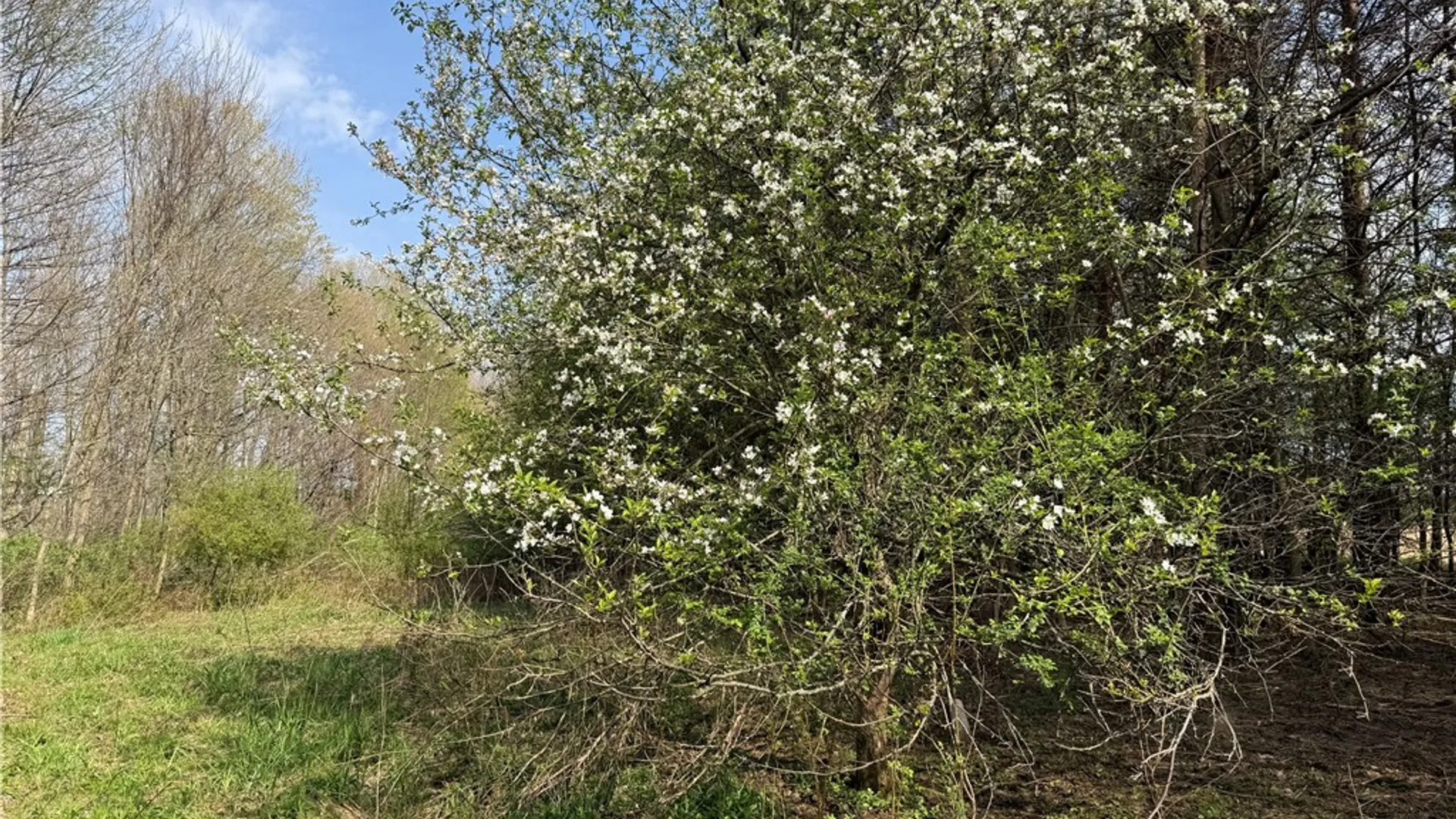 Property at 14245 Collin Ctr Zoar Road, Collins, NY 14034 9