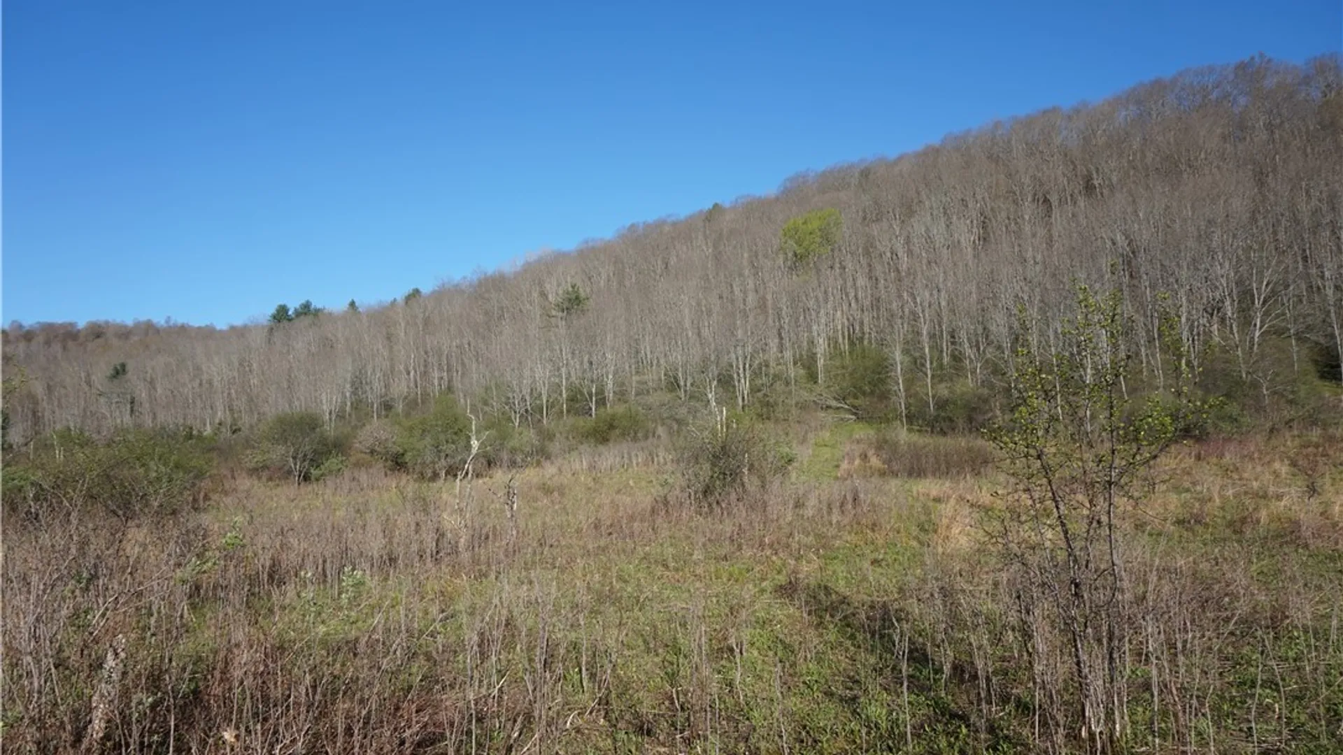Property at Co Rd 40  (Reed St), Bolivar, NY 14715 10