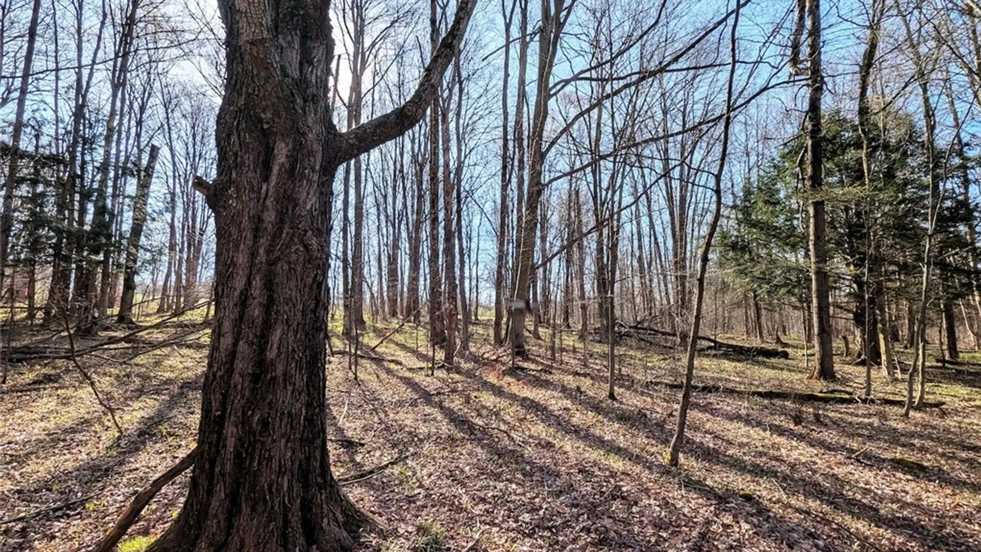 Property at 2788 Williamson Road, Greenwood, NY 14839 23