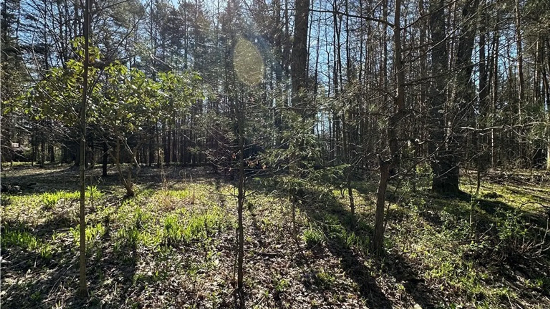 Property at 3631 Pine Ridge Road, Clarksville, NY 14727 13