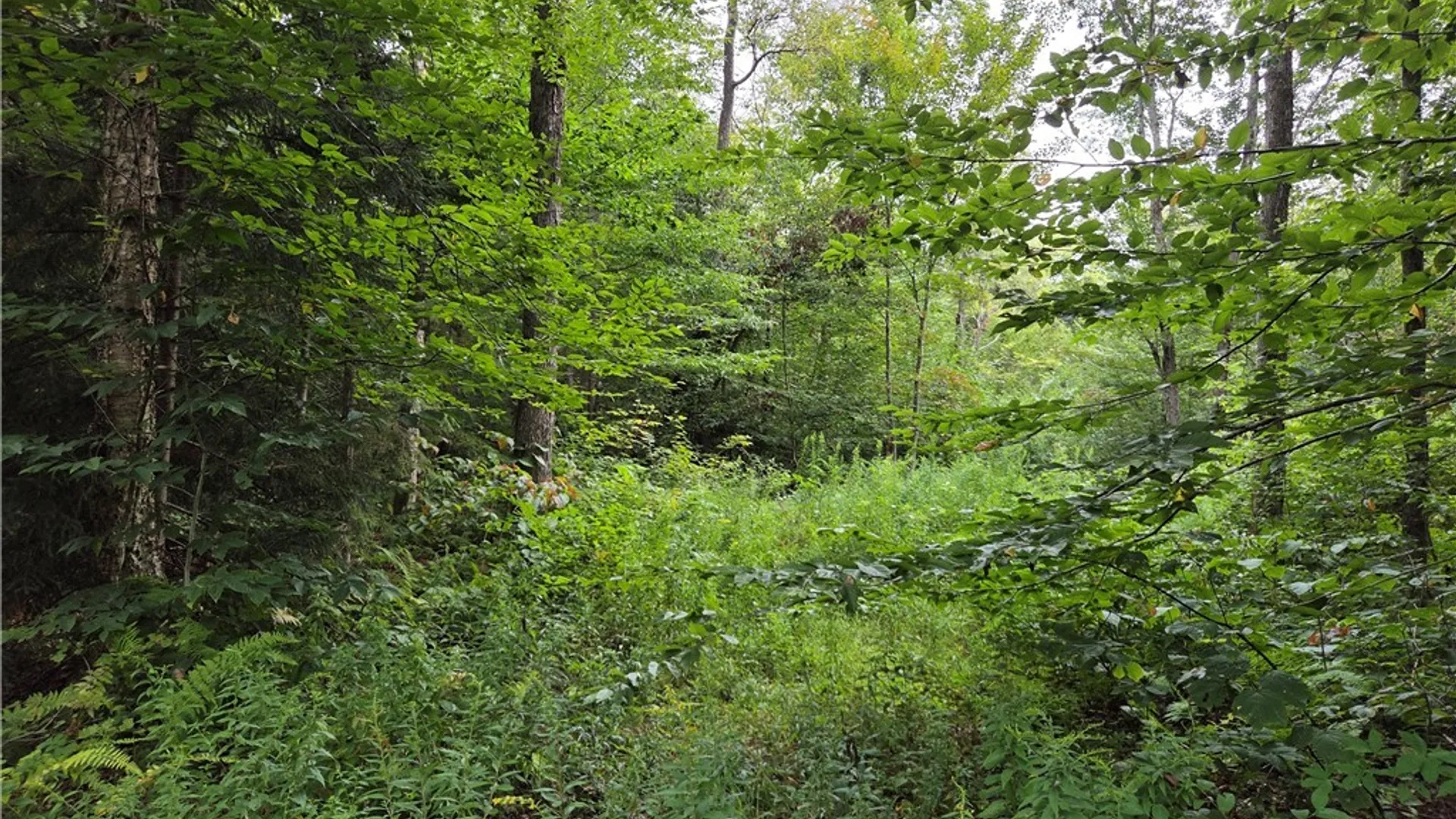 Property at 000 William Ernst Road, Lewis, NY 12950 2
