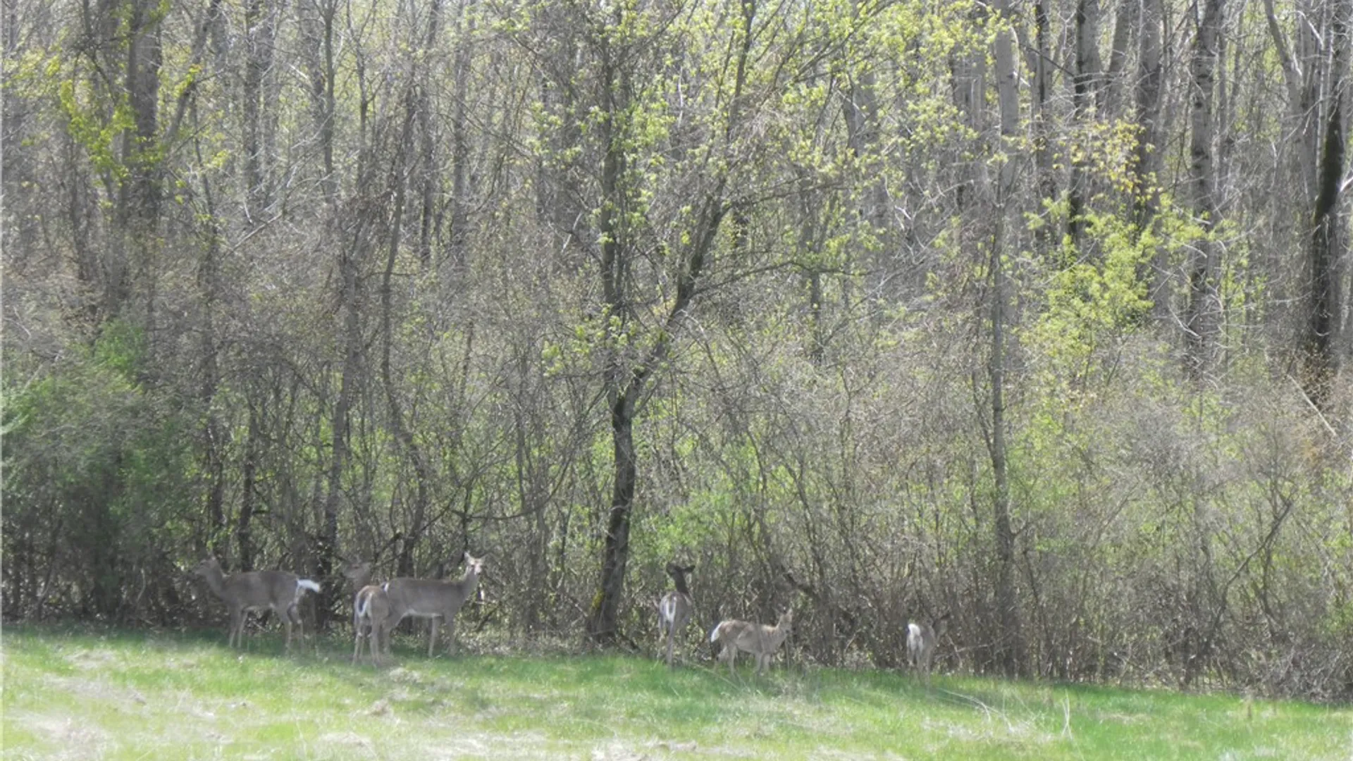 Property at Whitney Rd E, Perinton, NY 14450 14