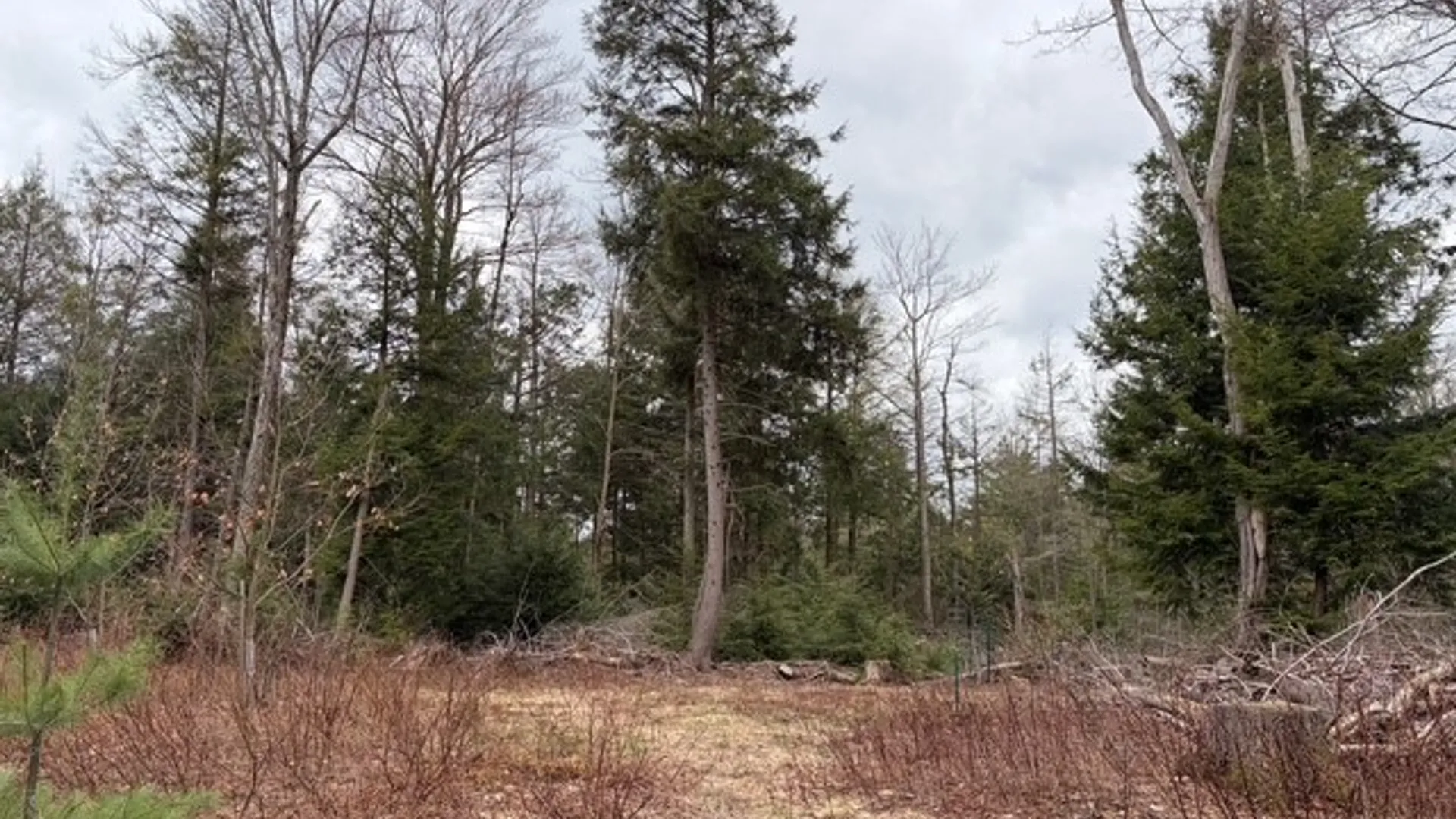 Property at Pritchard Road, Concord, NY 14141 13