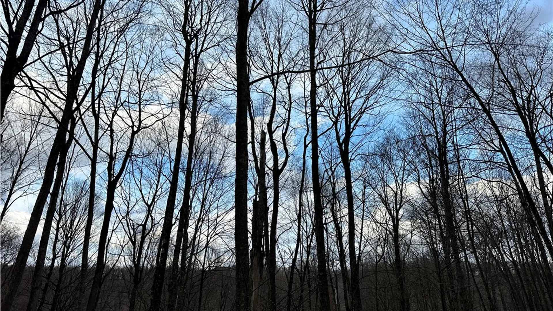 Property at Madigan Lane, Hancock, NY 13783 7