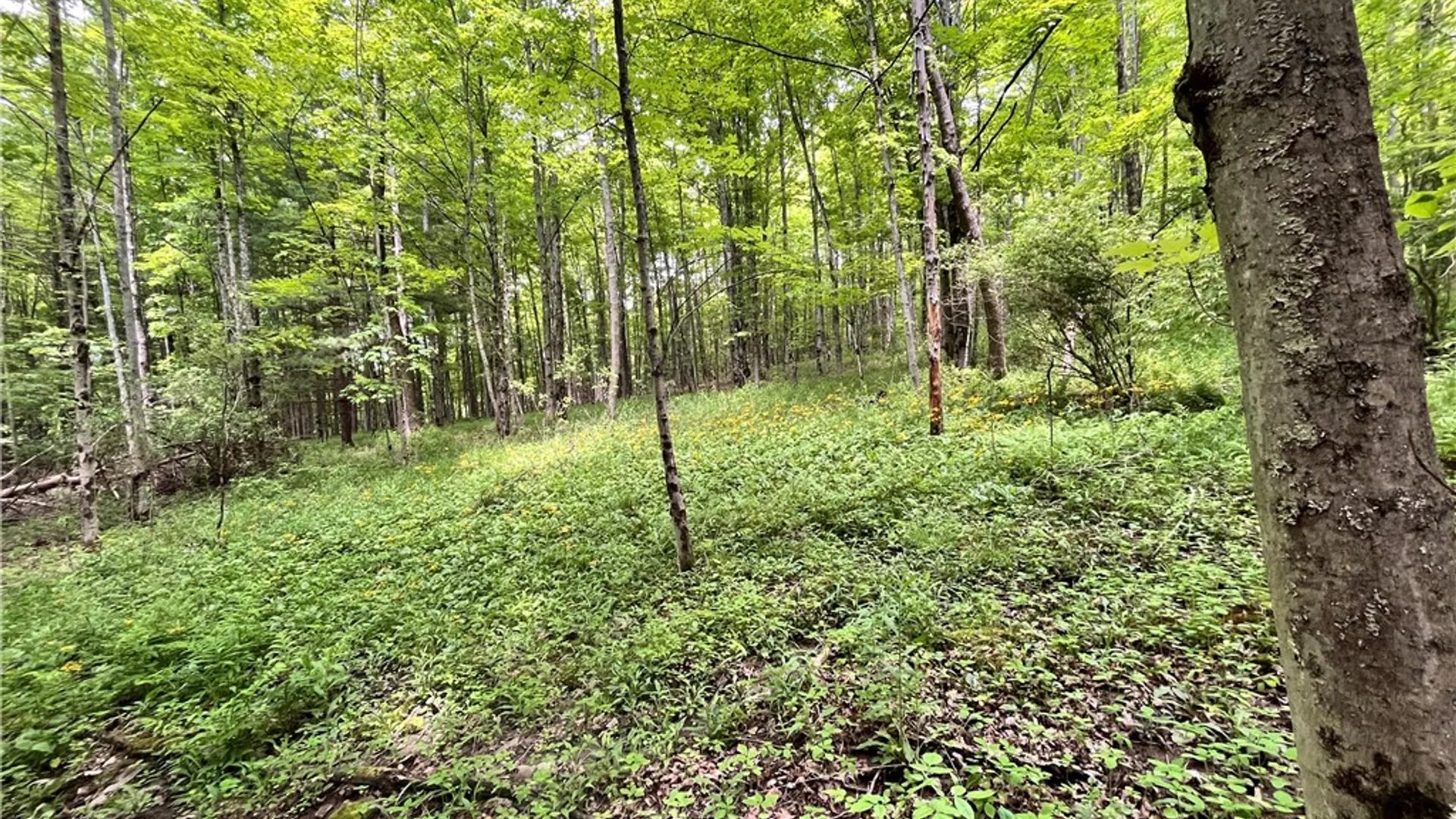 Property at Gay Hollow Road, Spencer, NY 14883 31