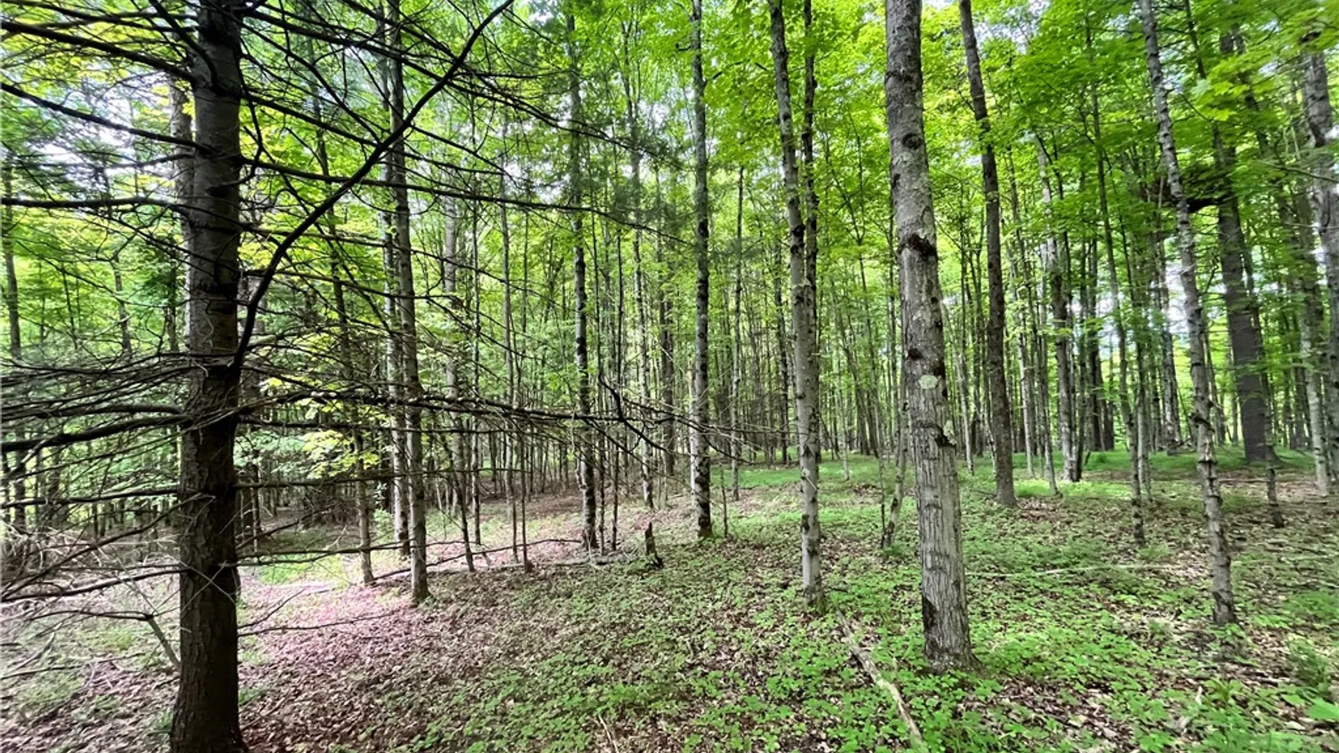 Property at Gay Hollow Road, Spencer, NY 14883 32