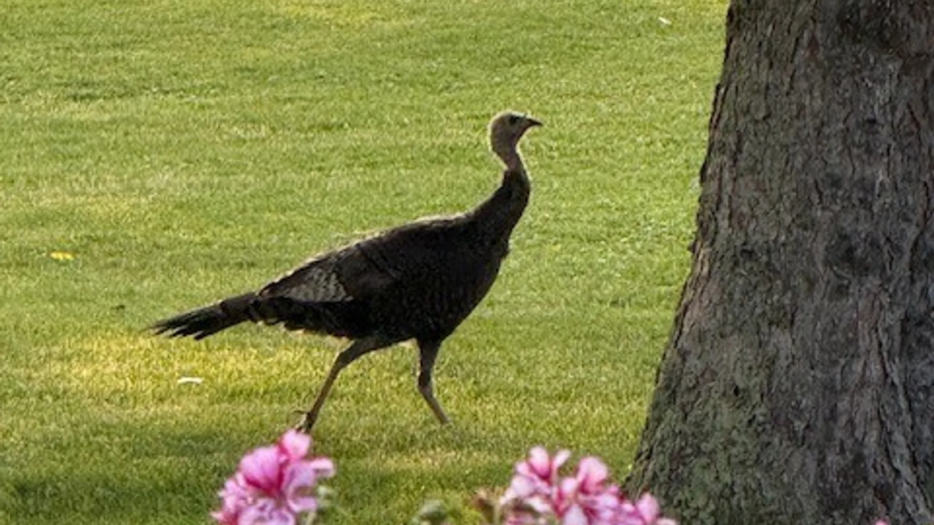 Property at 7296 Sandy Shore Drive, Hamlin, NY 14464 37