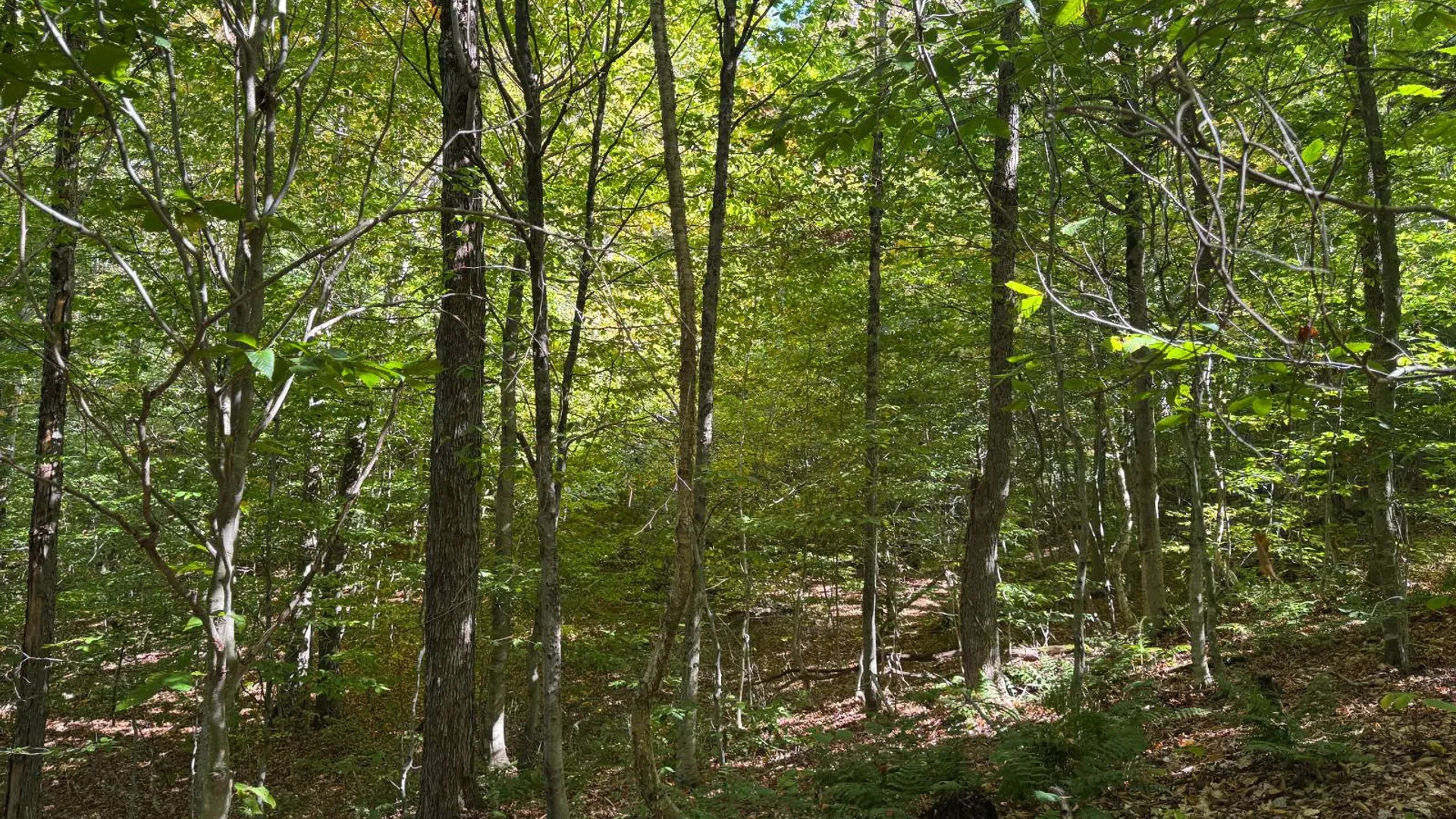 Property at 2462 S Niciu Rd, Redfield, NY 13437 33