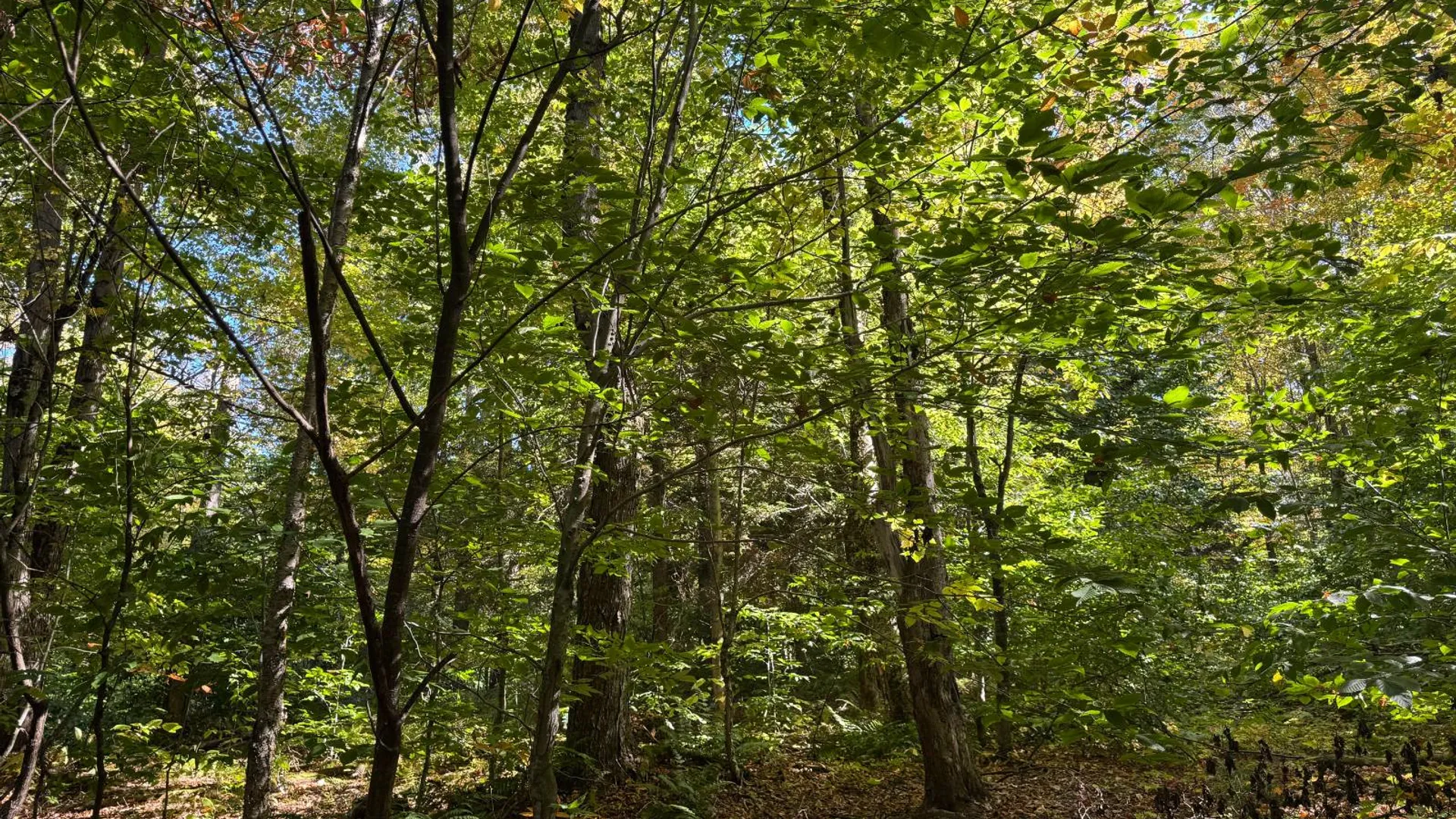 Property at 2462 S Niciu Rd, Redfield, NY 13437 47