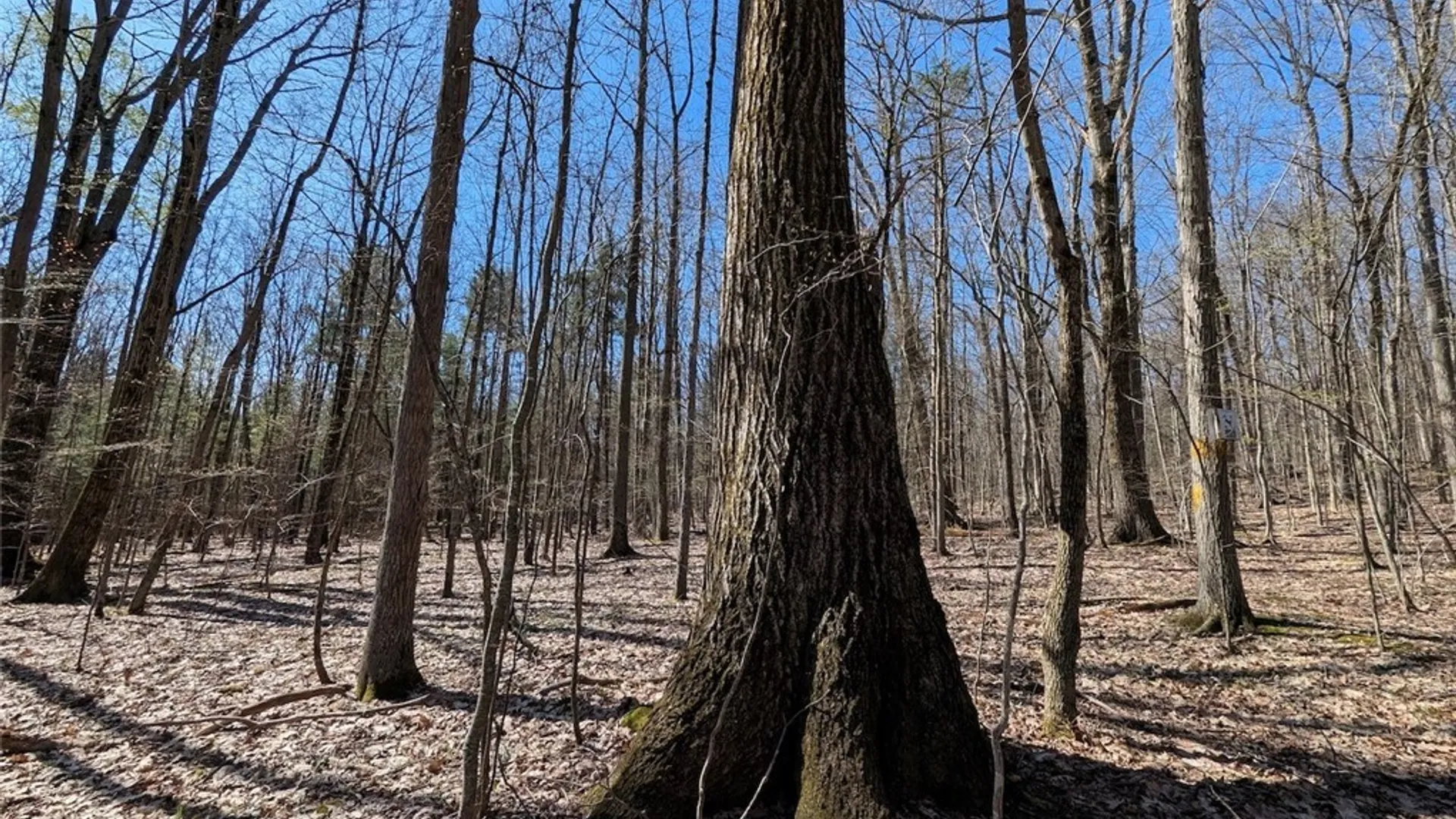 Property at Frost Road, Ossian, NY 14437 43