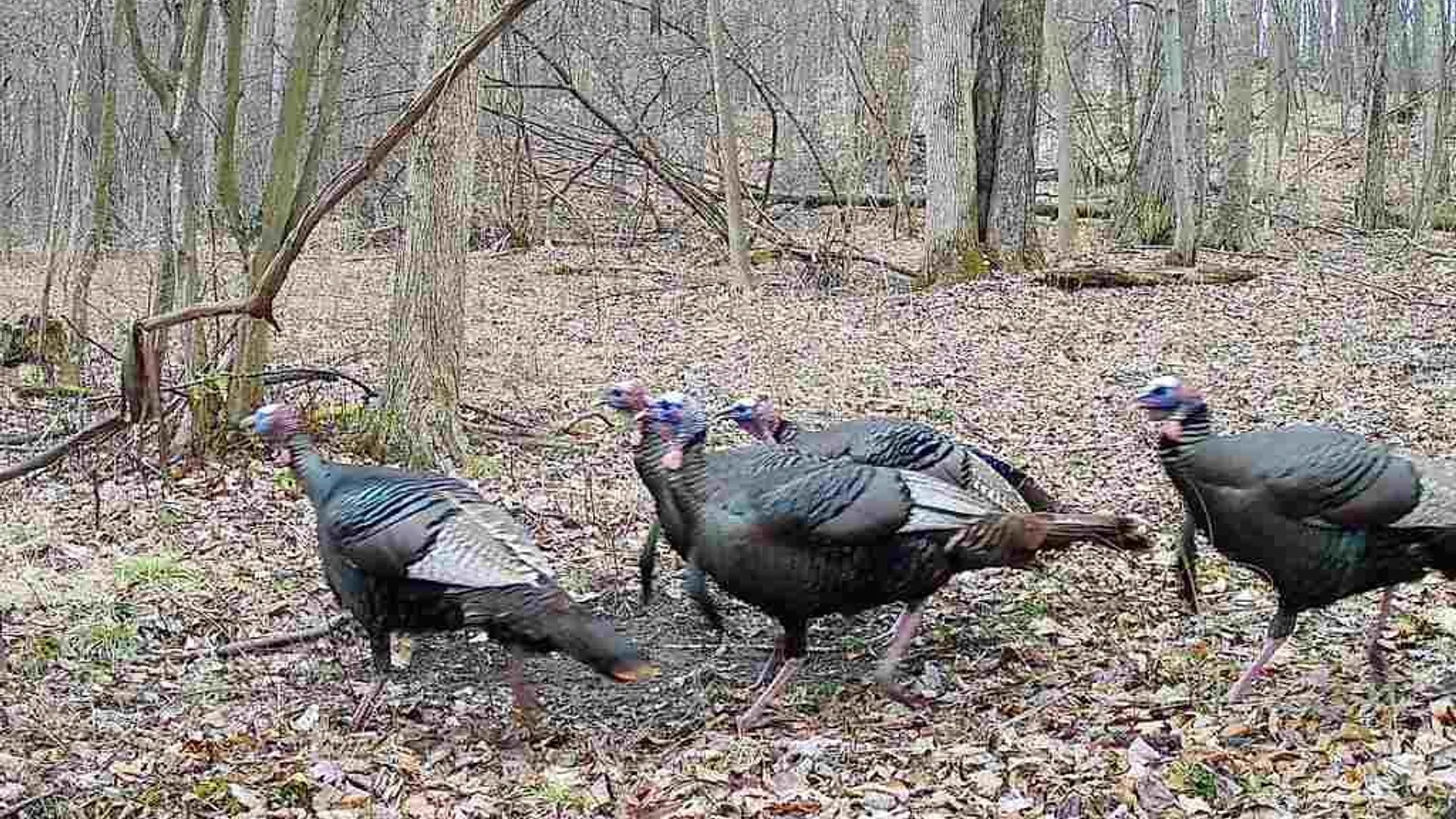 Property at 2093 Scott Road, Erwin, NY 14858 13