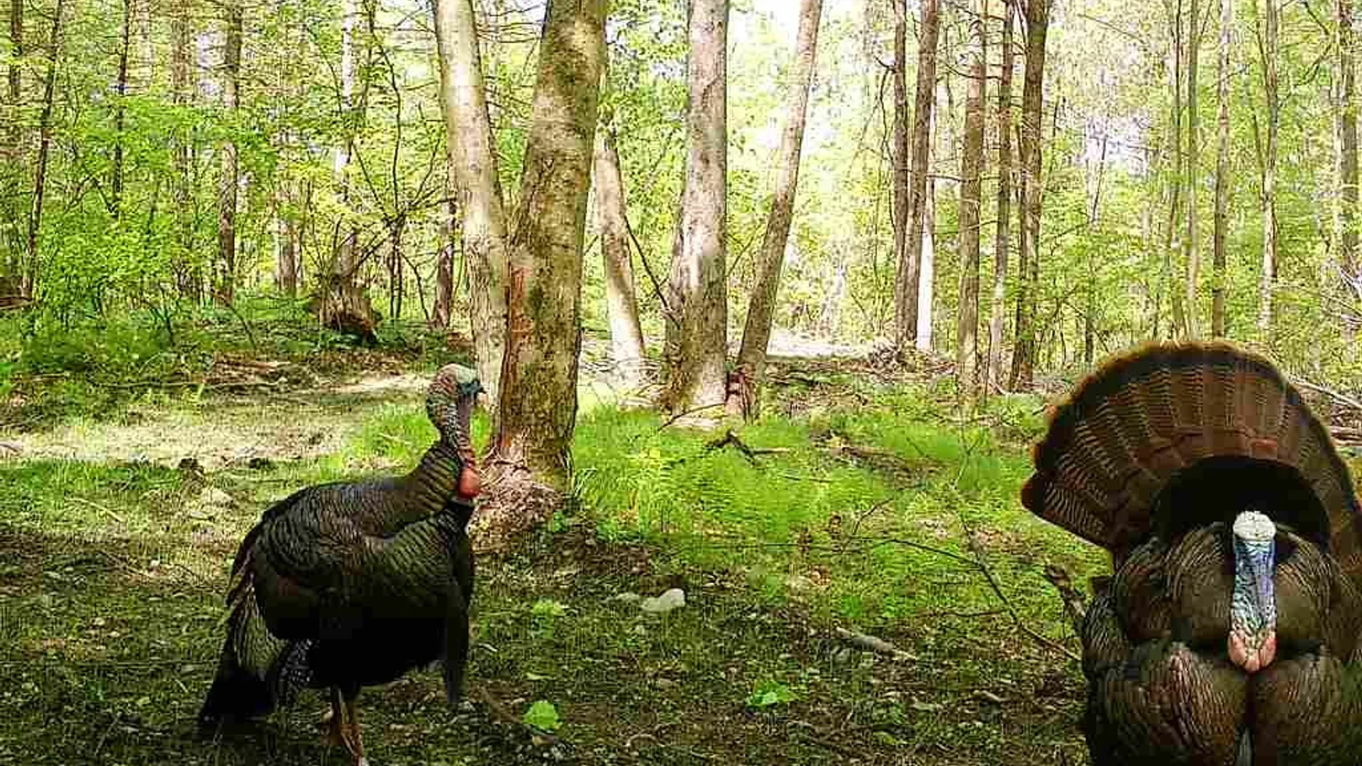 Property at 2093 Scott Road, Erwin, NY 14858 2
