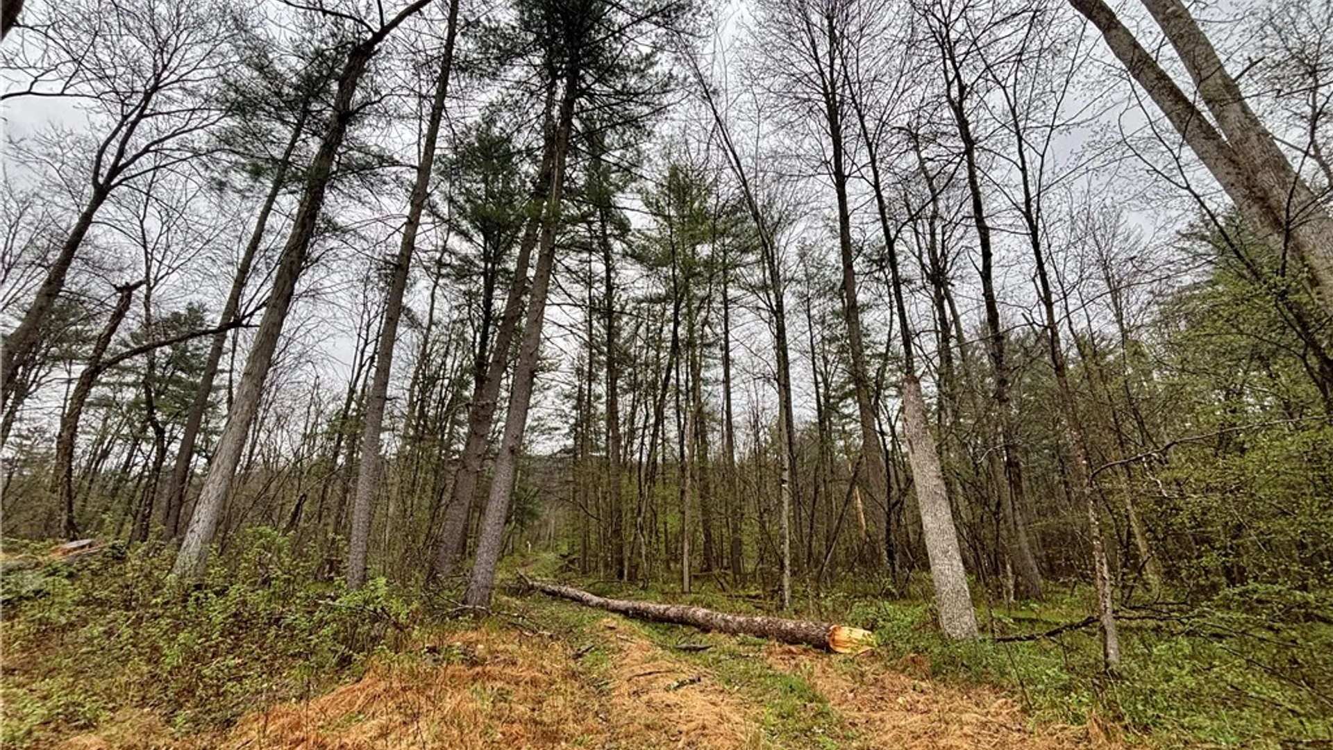 Property at 2093 Scott Road, Erwin, NY 14858 22