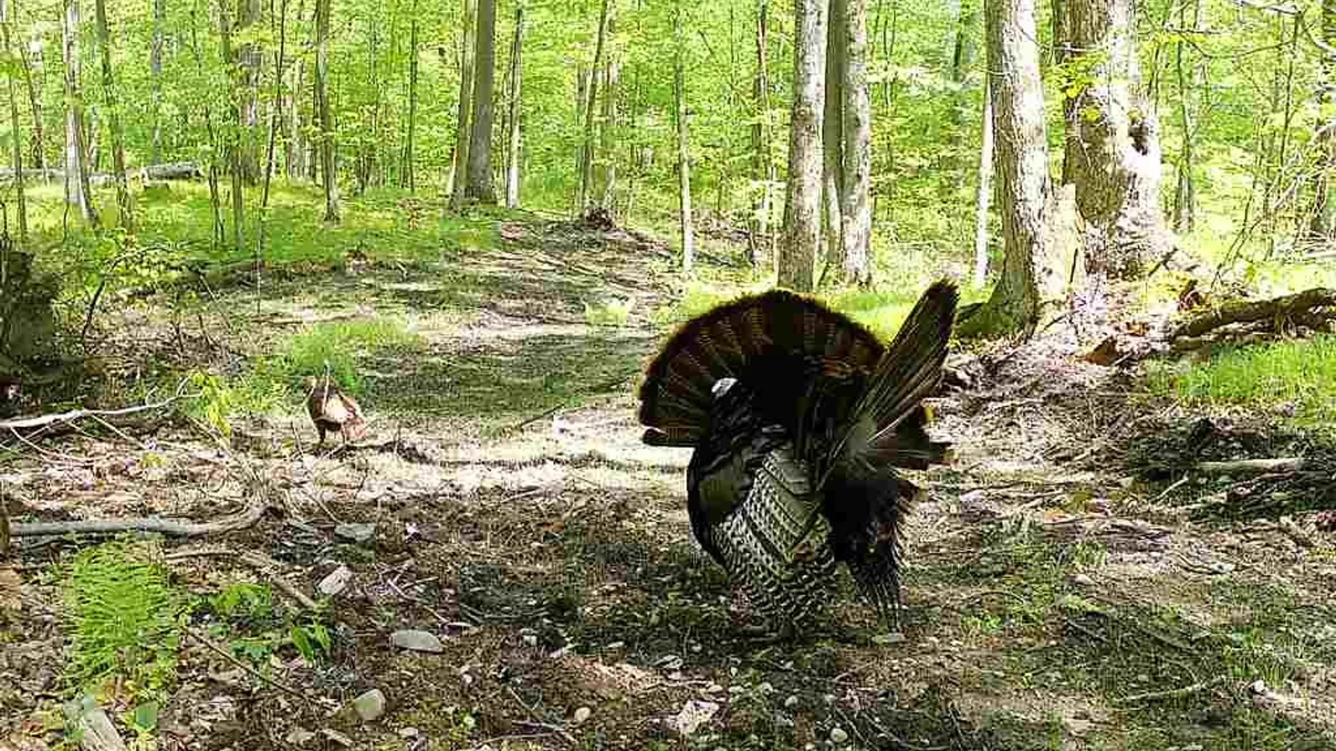 Property at 2093 Scott Road, Erwin, NY 14858 24
