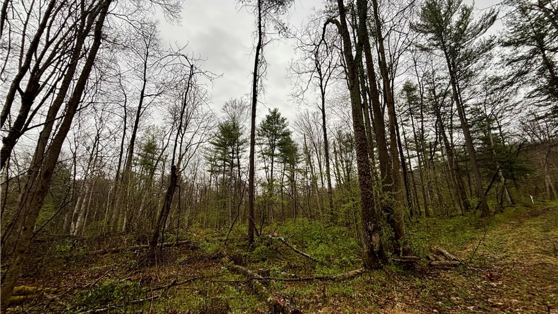 Property at 2093 Scott Road, Erwin, NY 14858 26