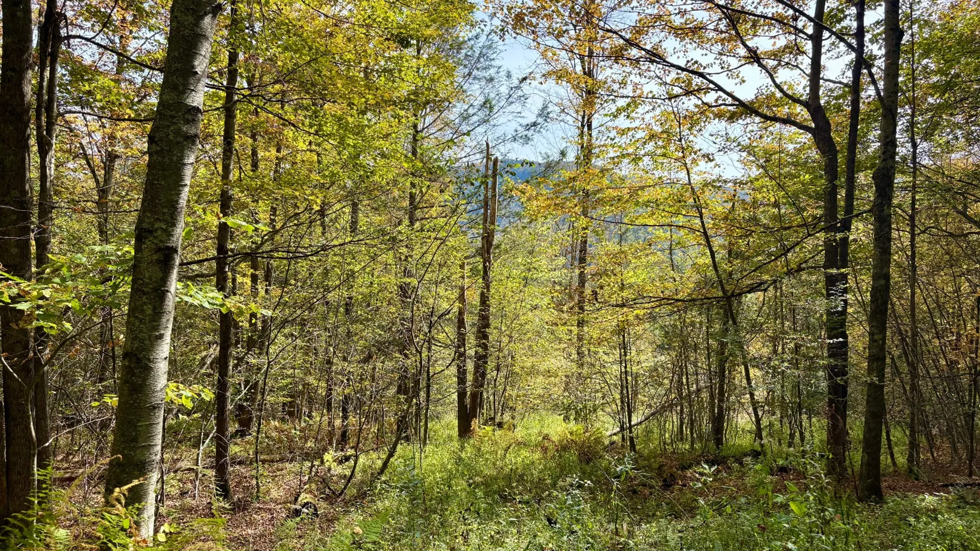 Property at 0 Wheeler Hollow, Hancock, NY 13783 26