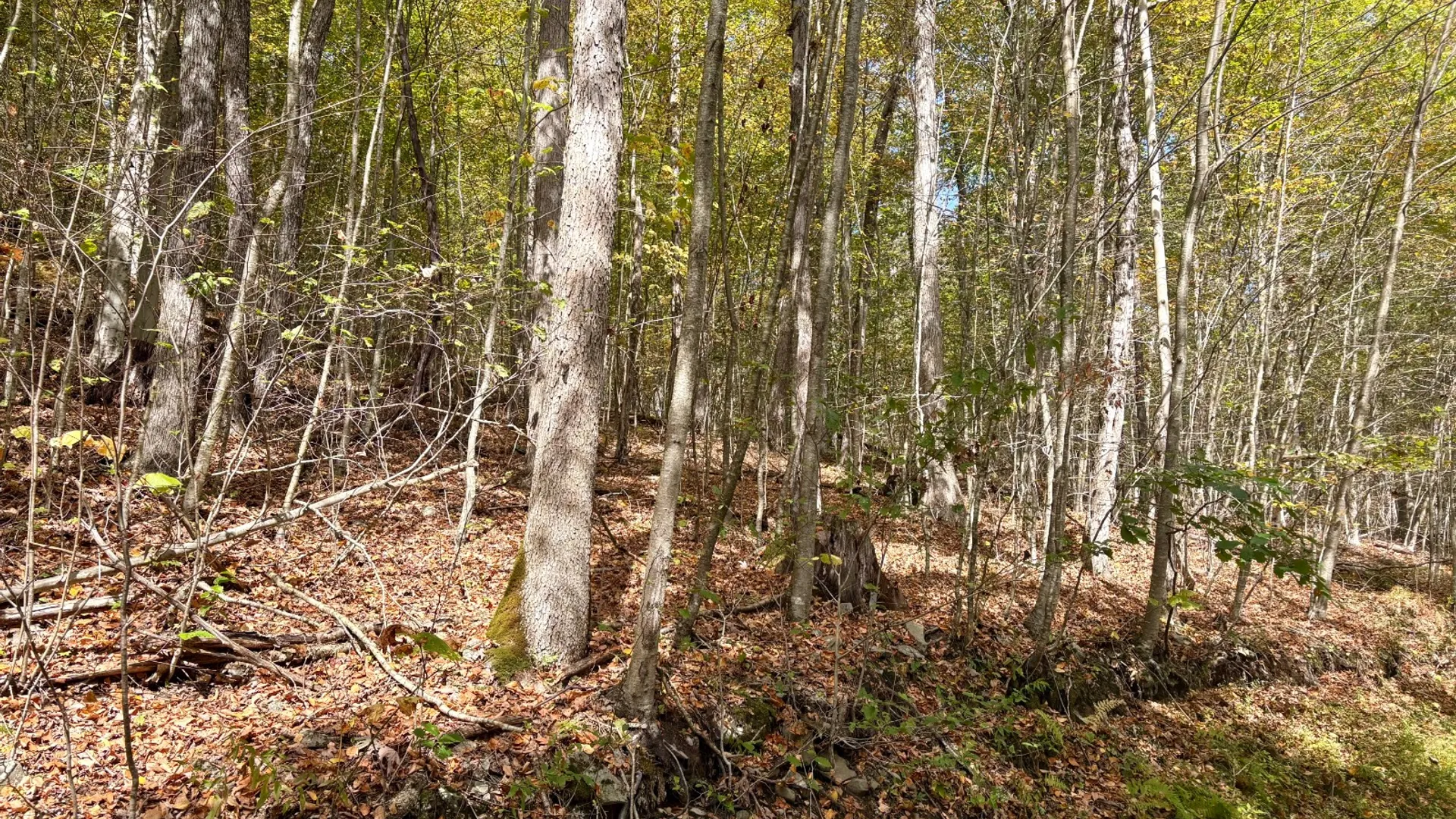 Property at 0 Wheeler Hollow, Hancock, NY 13783 7