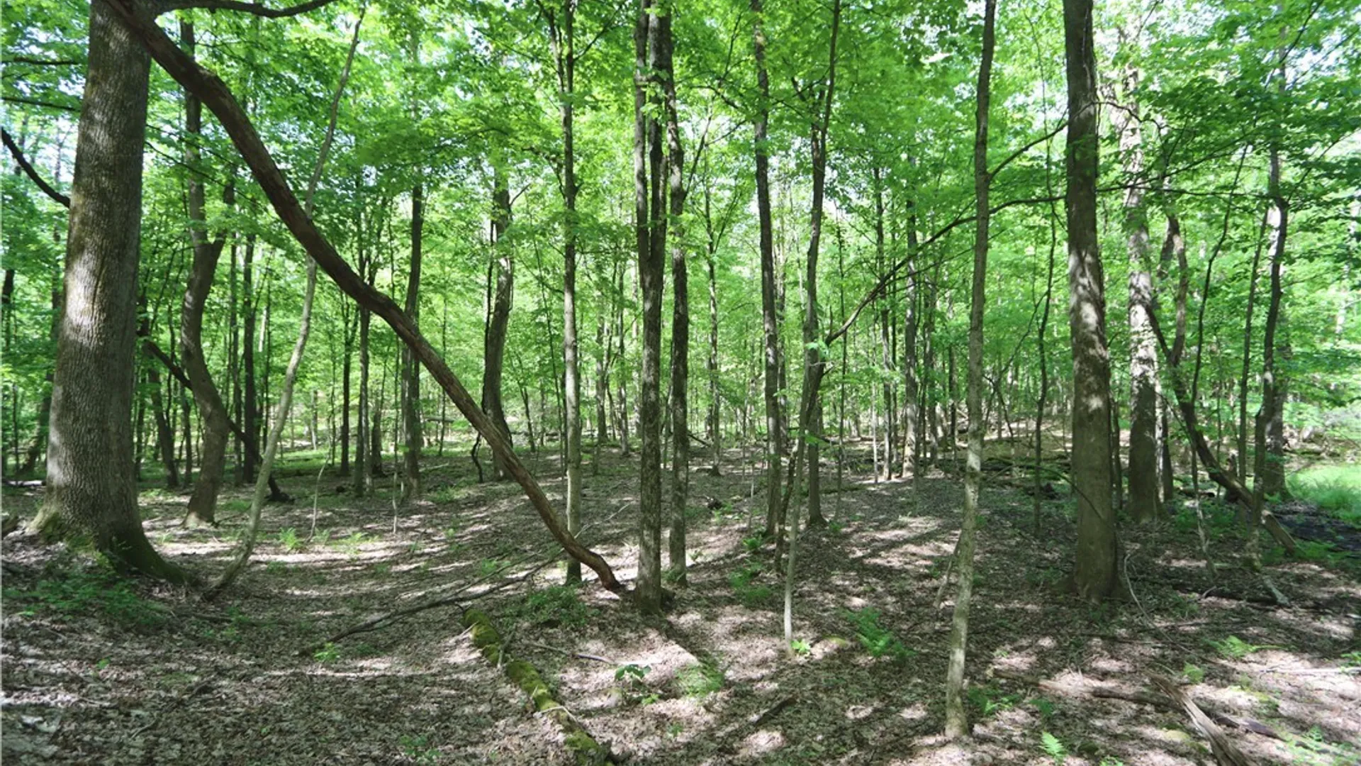 Property at 175 Bremm Road, Boylston, NY 13083 23
