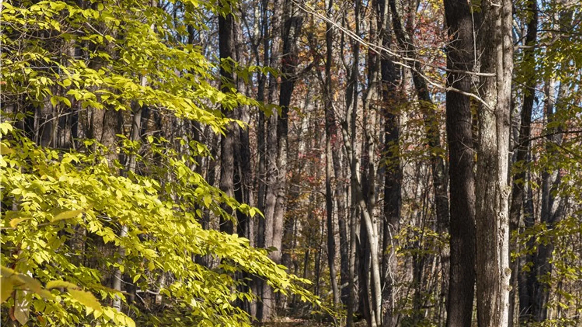 Property at 73 Reagan Road, Bovina, NY 13740 43