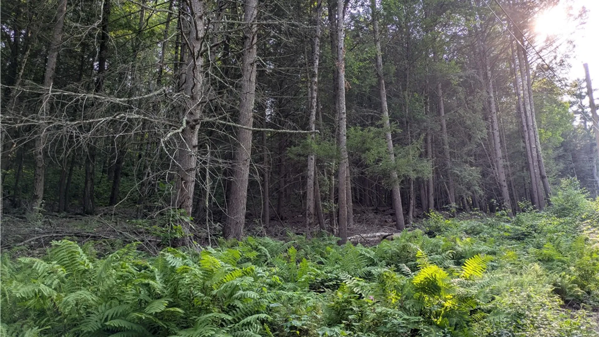 Property at Lot 29 Peters Lane, Gilboa, NY 12076 2