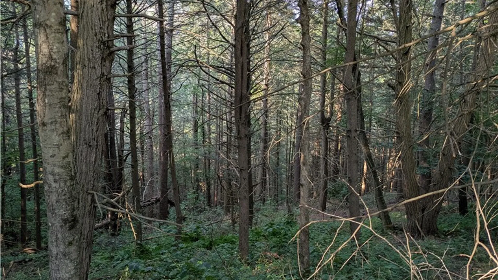 Property at Lot 29 Peters Lane, Gilboa, NY 12076 7