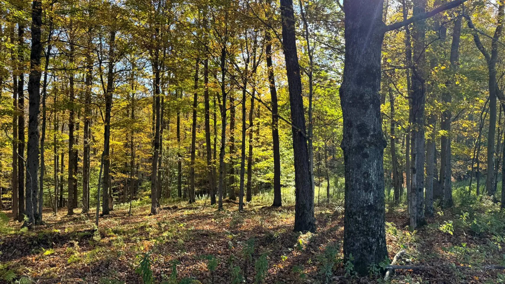 Property at 1.4 County Road 29, New Berlin, NY 13411 7
