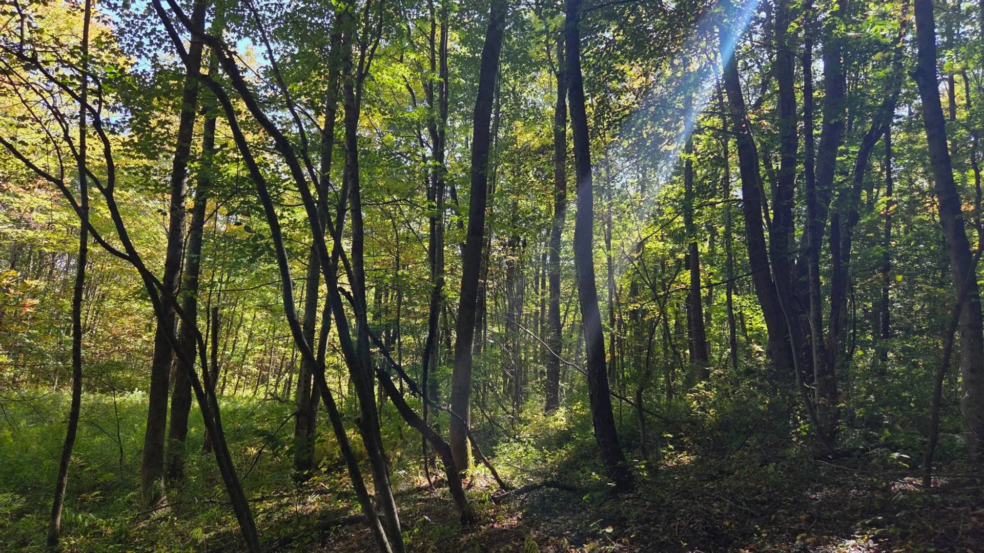 Property at Lot 9 McDonald Rd, Steuben, NY 13438 3