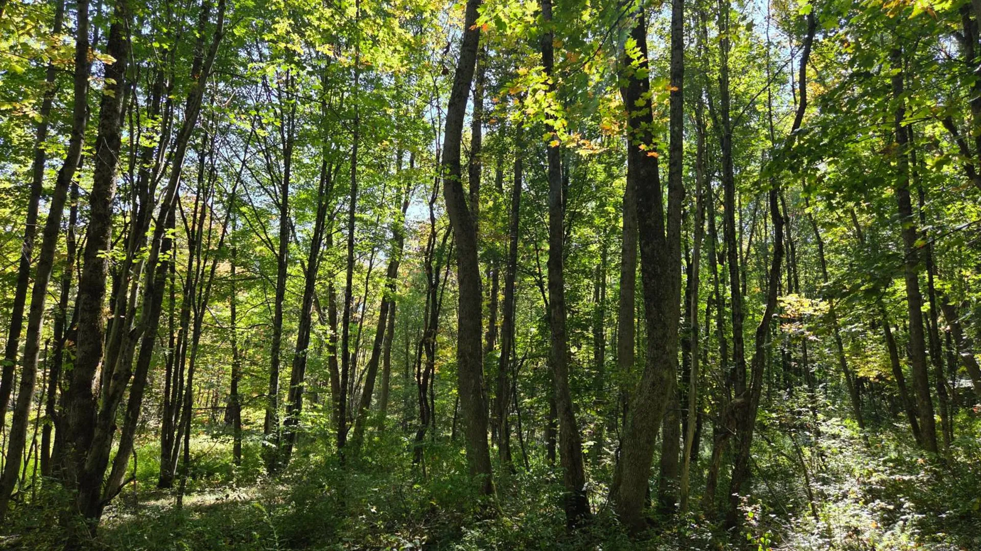 Property at Lot 9 McDonald Rd, Steuben, NY 13438 5