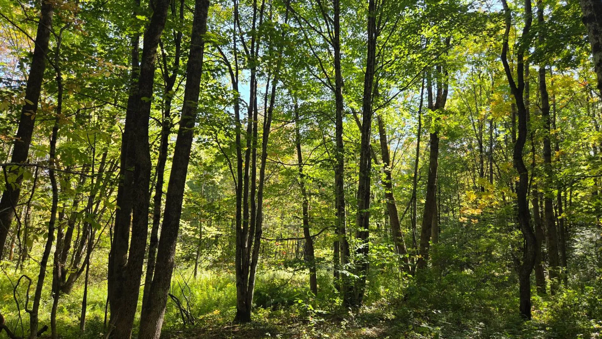 Property at Lot 9 McDonald Rd, Steuben, NY 13438 6