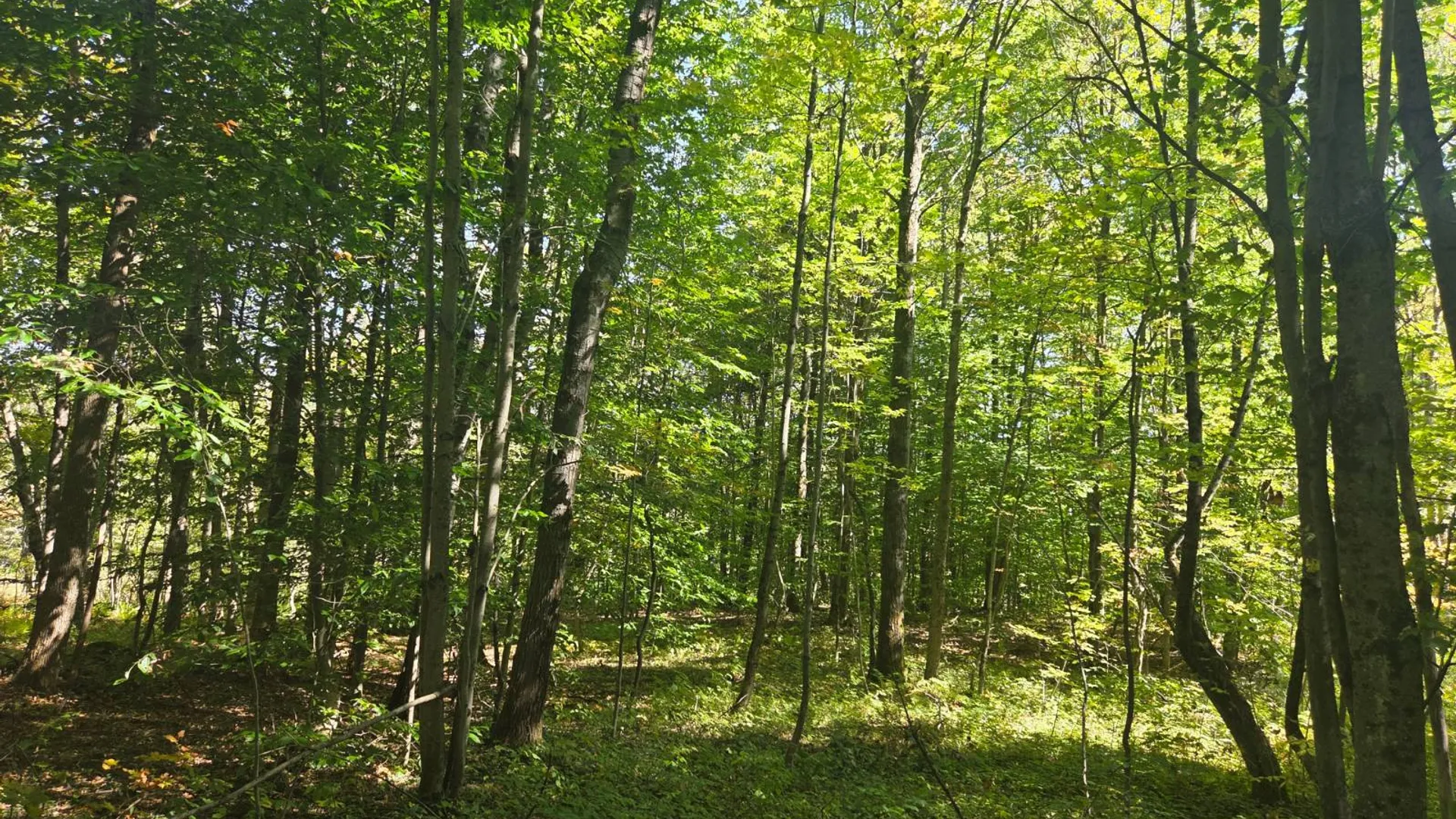 Property at Lot 9 McDonald Rd, Steuben, NY 13438 7
