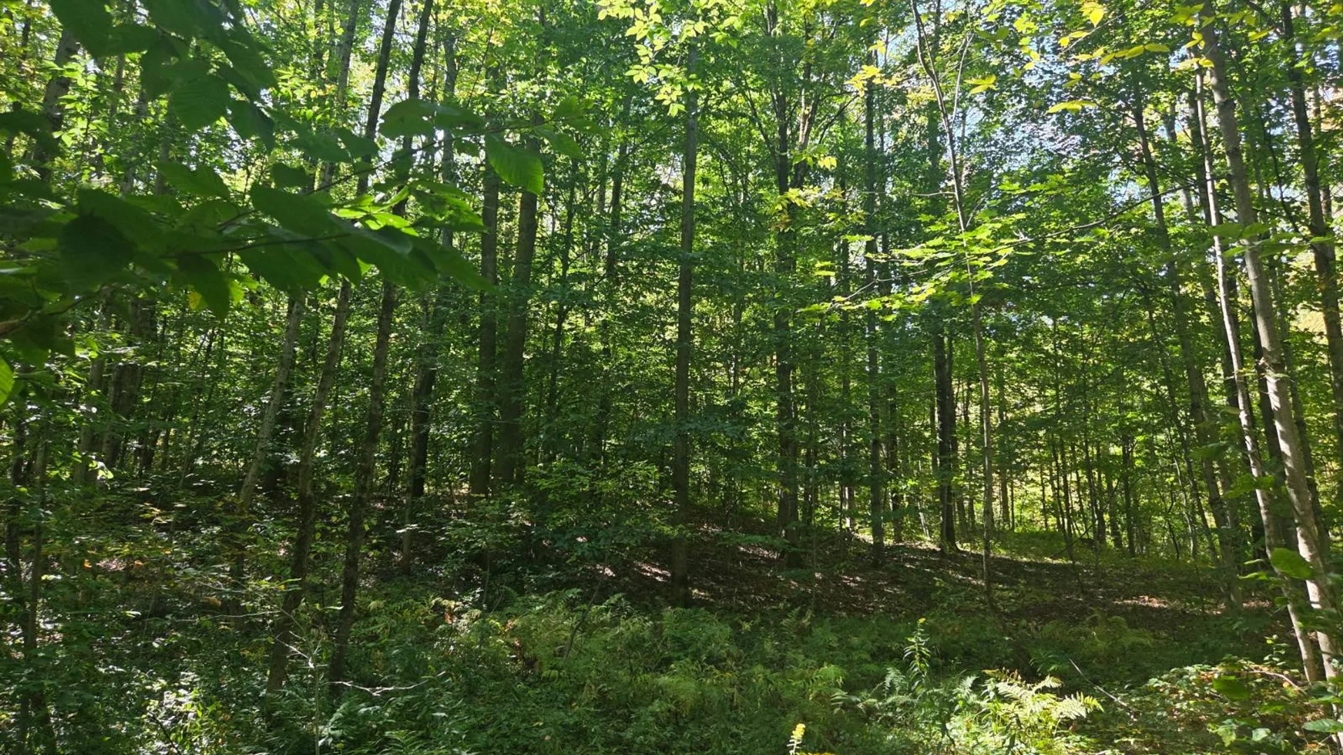 Property at Lot 9 McDonald Rd, Steuben, NY 13438 8
