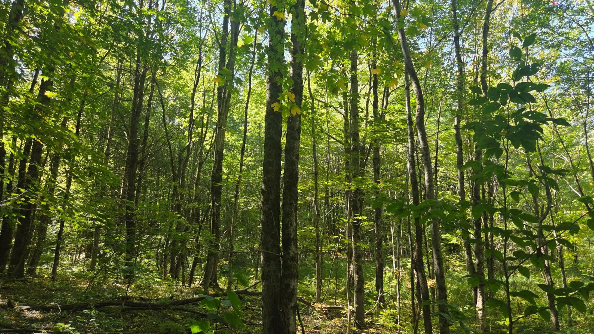 Property at Lot 9 McDonald Rd, Steuben, NY 13438 9