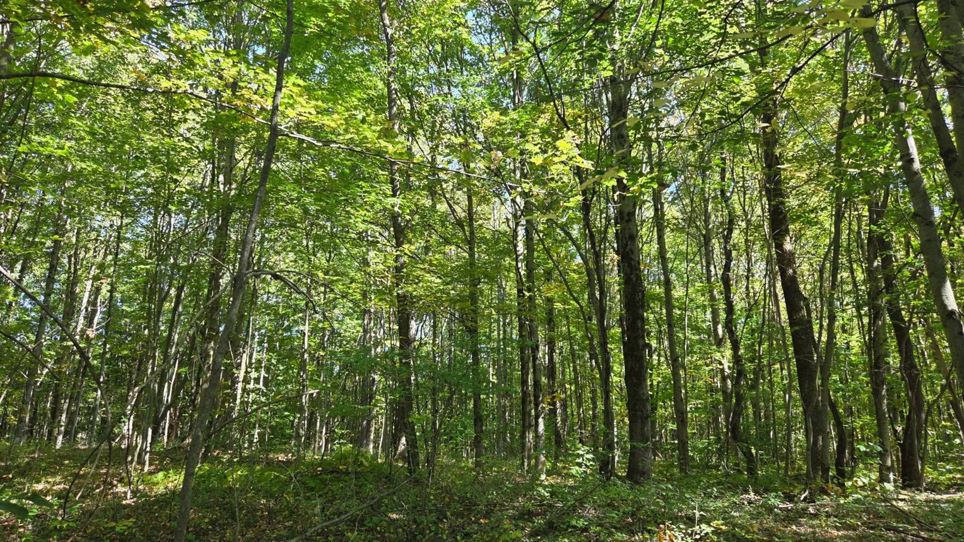 Property at Lot 10 McDonald Rd, Steuben, NY 13438 2