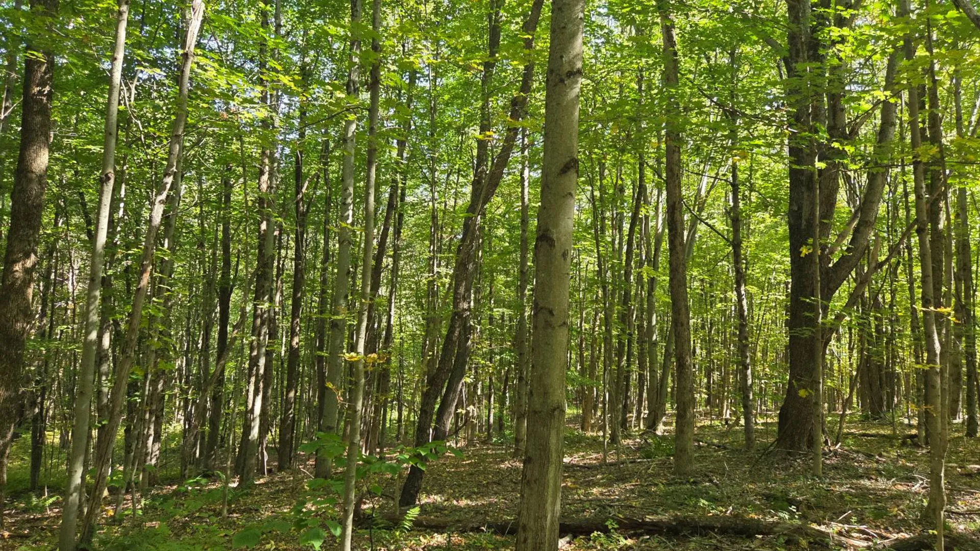 Property at Lot 10 McDonald Rd, Steuben, NY 13438 4