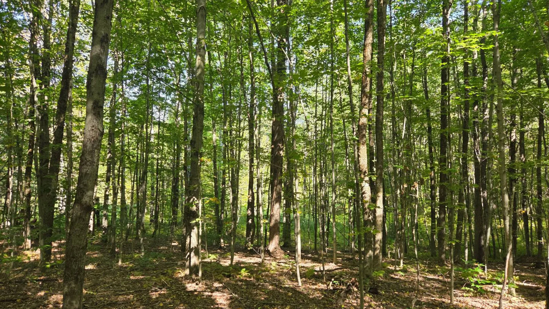 Property at Lot 10 McDonald Rd, Steuben, NY 13438 5