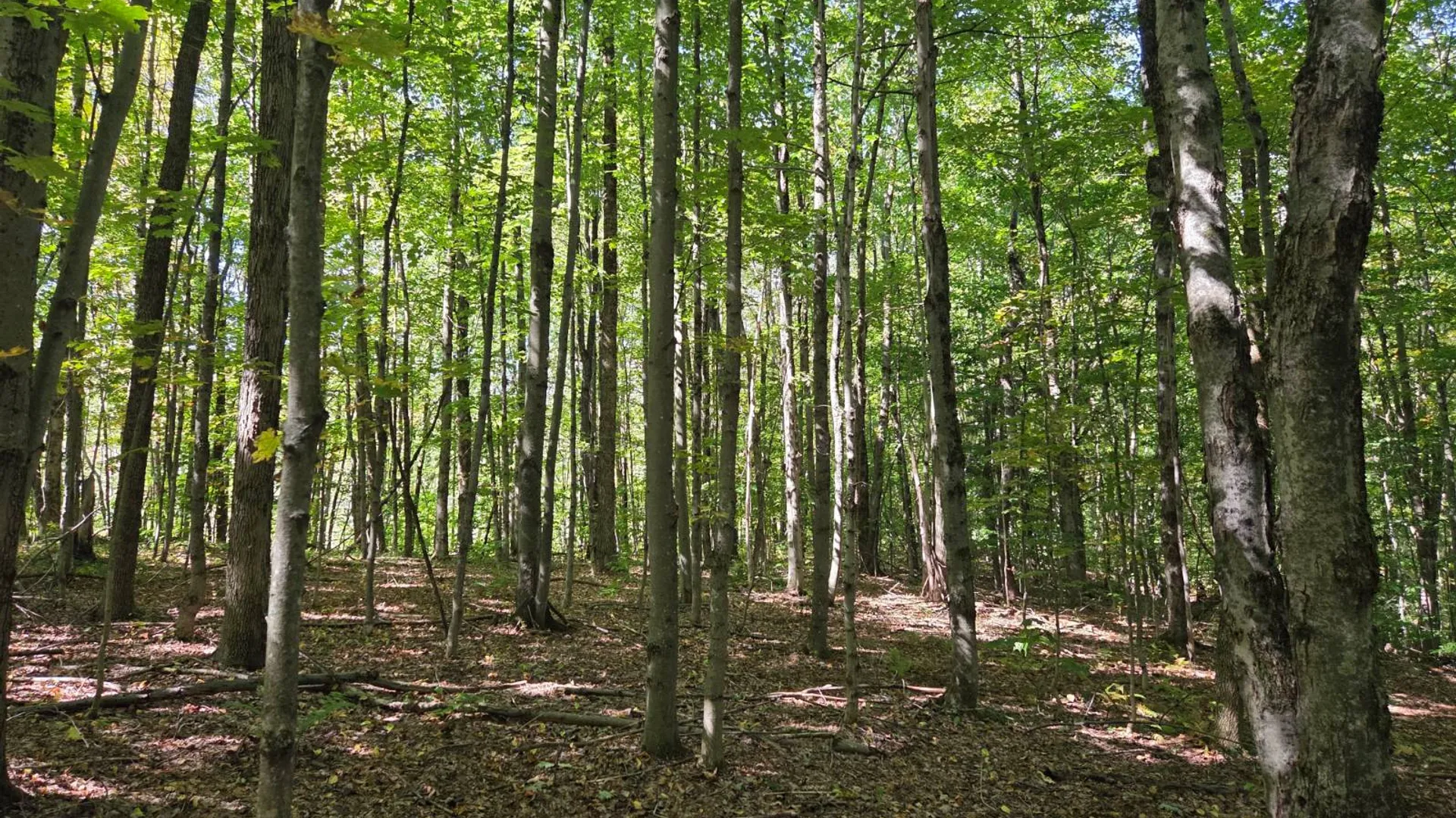 Property at Lot 10 McDonald Rd, Steuben, NY 13438 6