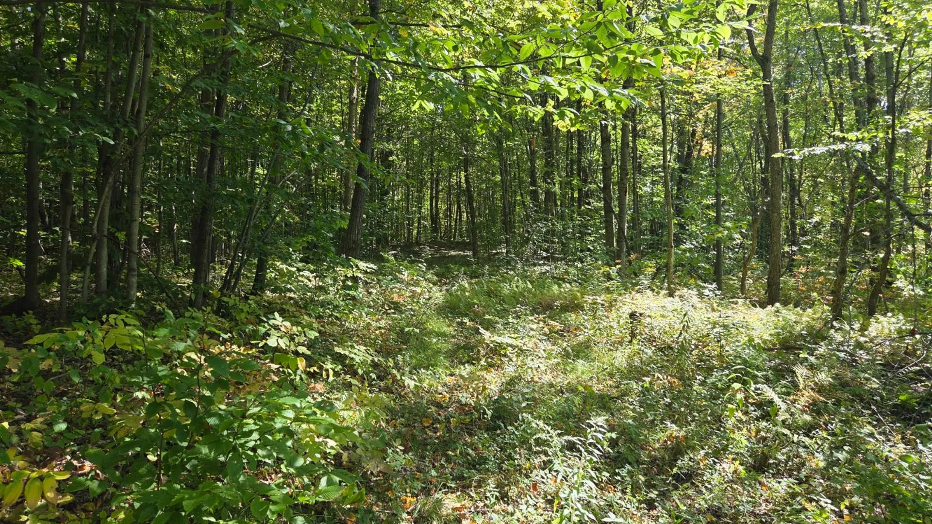 Property at Lot 10 McDonald Rd, Steuben, NY 13438 7