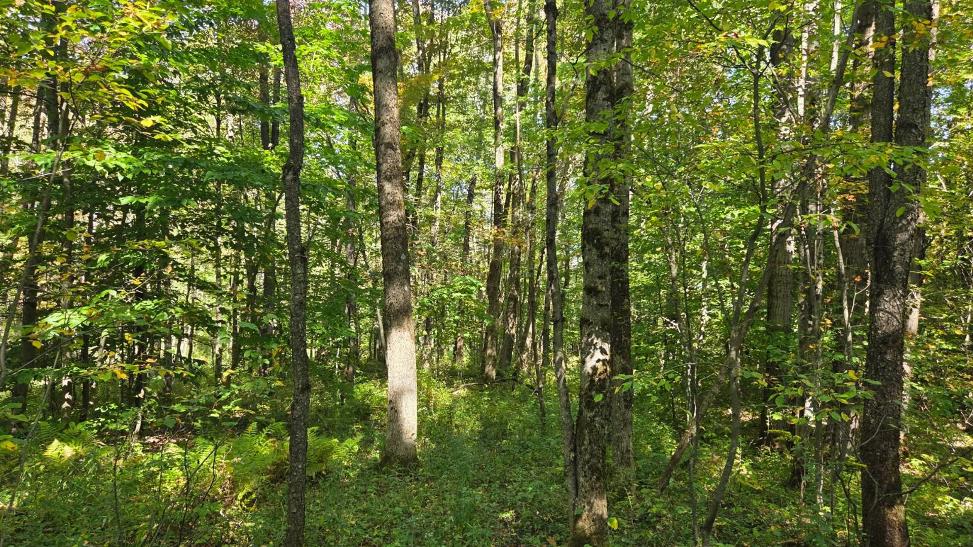 Property at Lot 10 McDonald Rd, Steuben, NY 13438 9