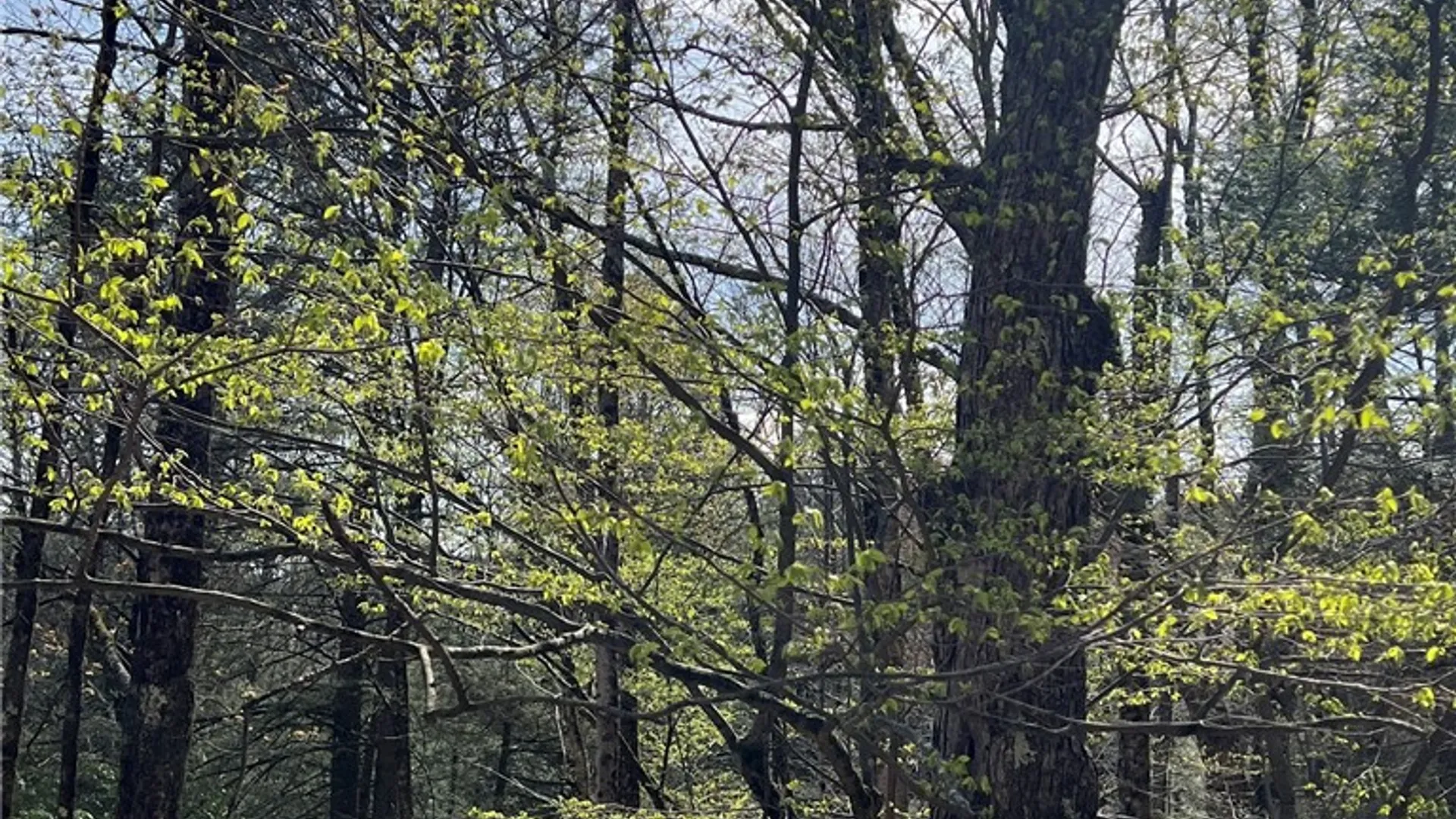 Property at State Highway 30, Andes, NY 13731 21