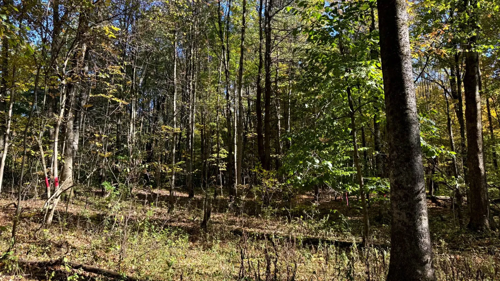 Property at 1.2 Wart Rd., Orwell, NY 13426 11