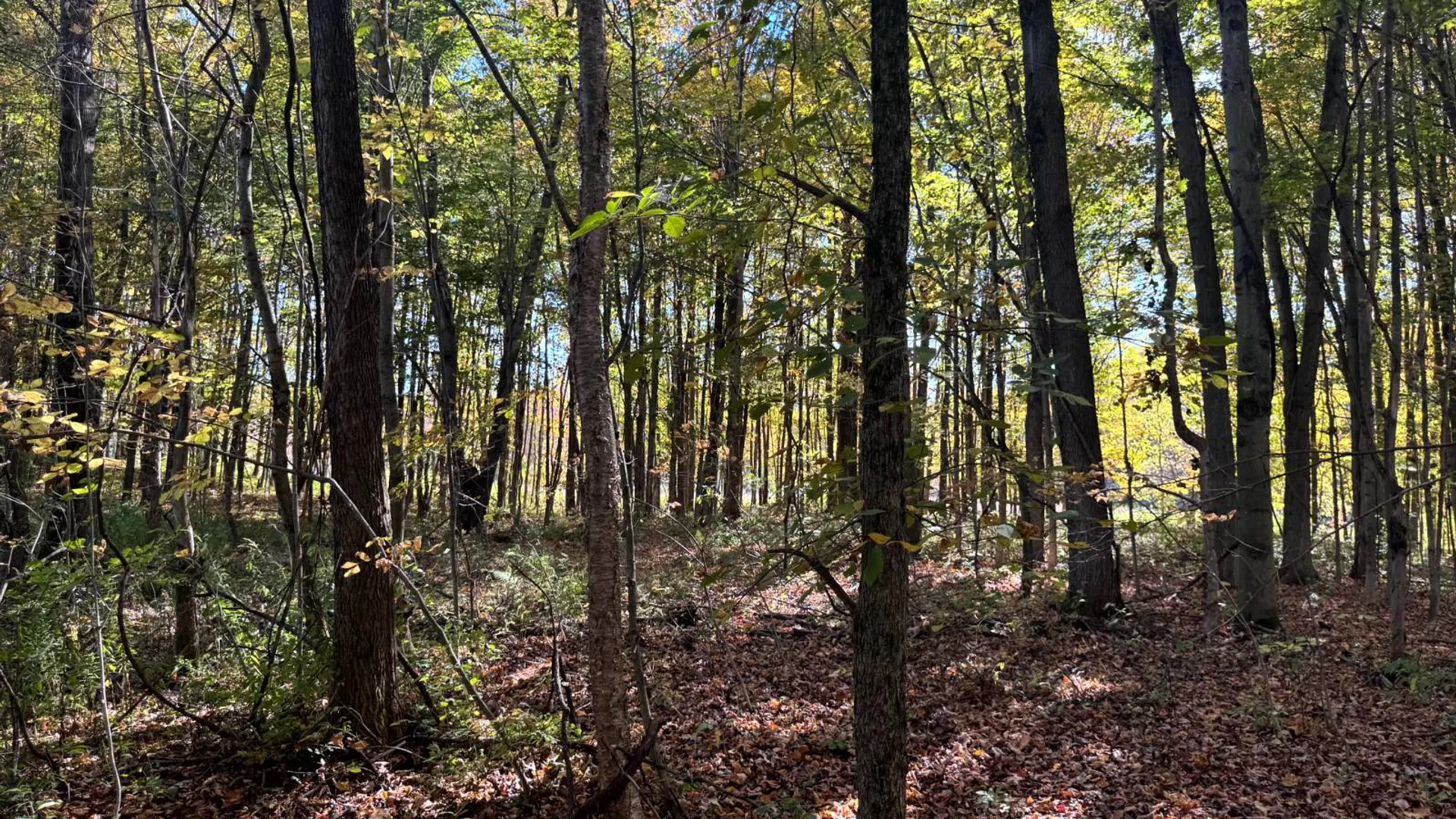 Property at 1.2 Wart Rd., Orwell, NY 13426 2