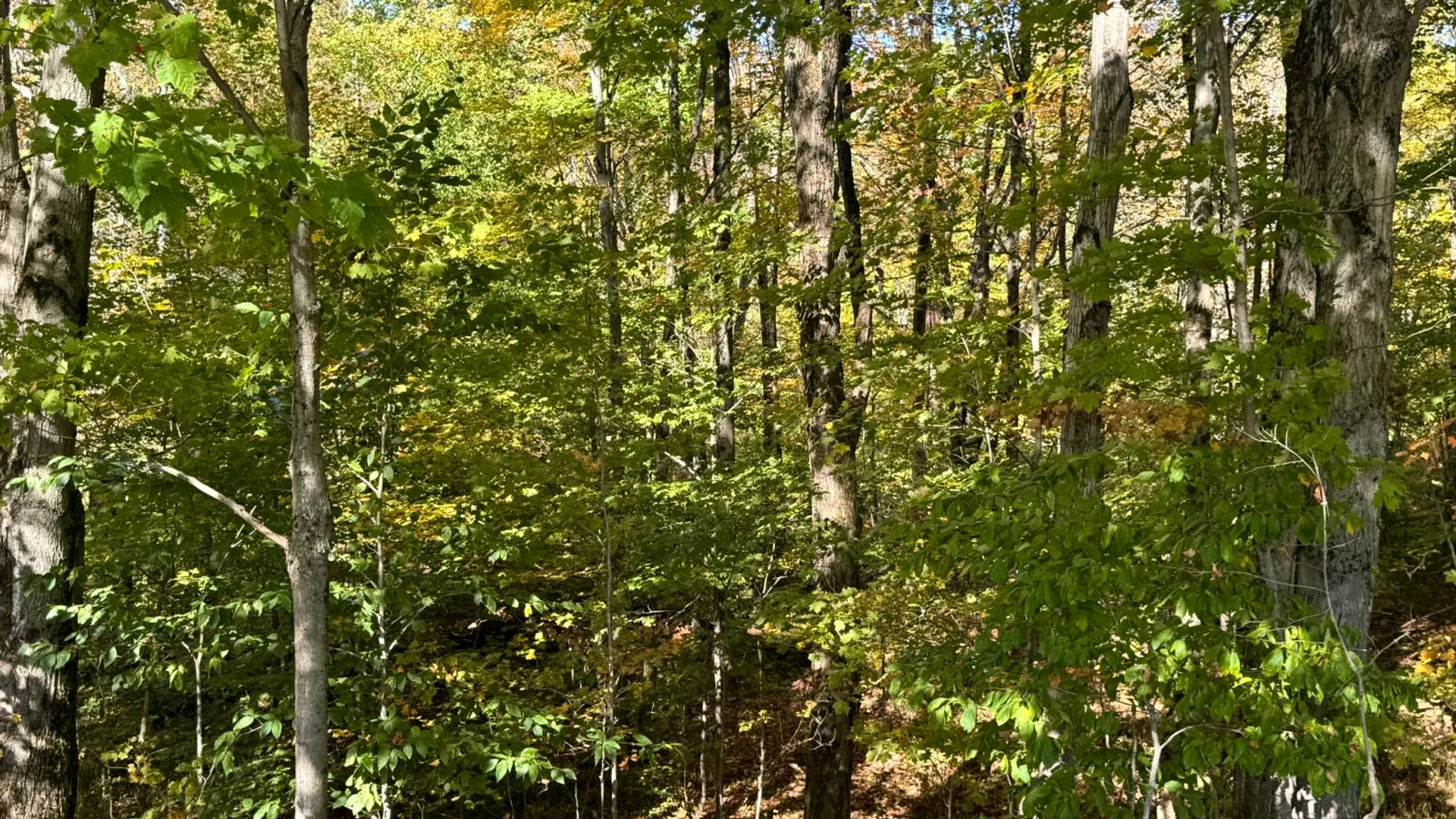 Property at 1.4 Wart Rd., Orwell, NY 13426 11