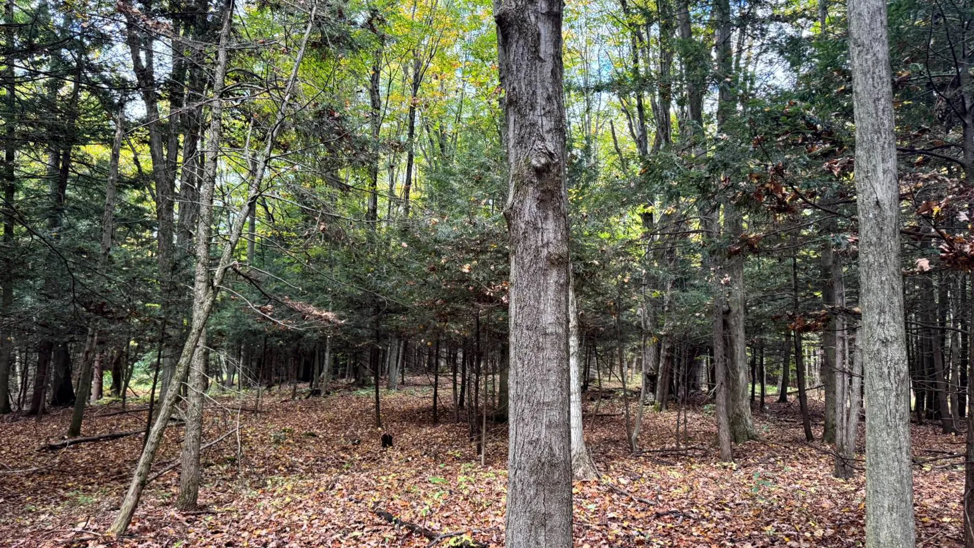 Property at 1.4 Wart Rd., Orwell, NY 13426 9