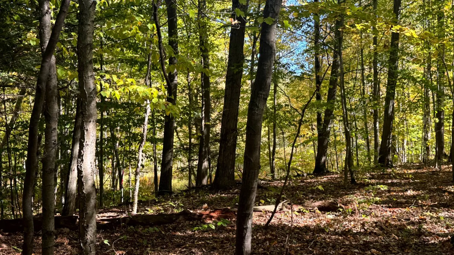 Property at 1.5 Wart Rd., Orwell, NY 13426 4