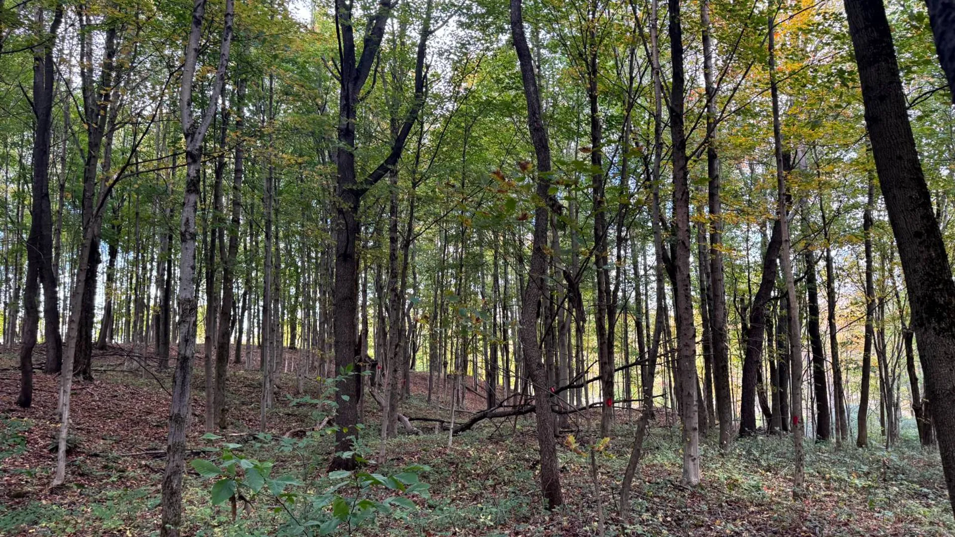 Property at 1.5 Wart Rd., Orwell, NY 13426 9