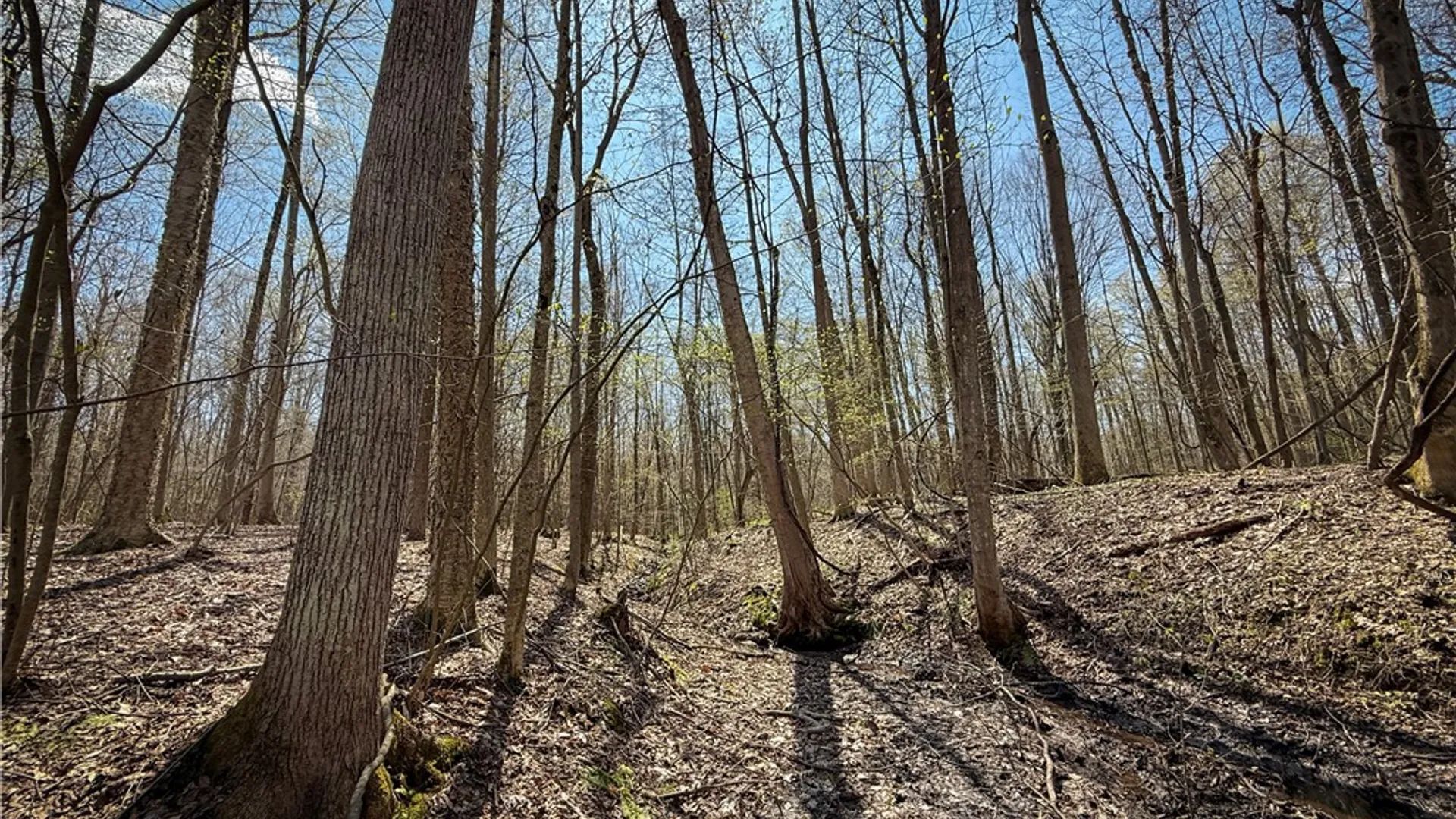 Property at Fintches Corners, Sterling, NY 13156 9