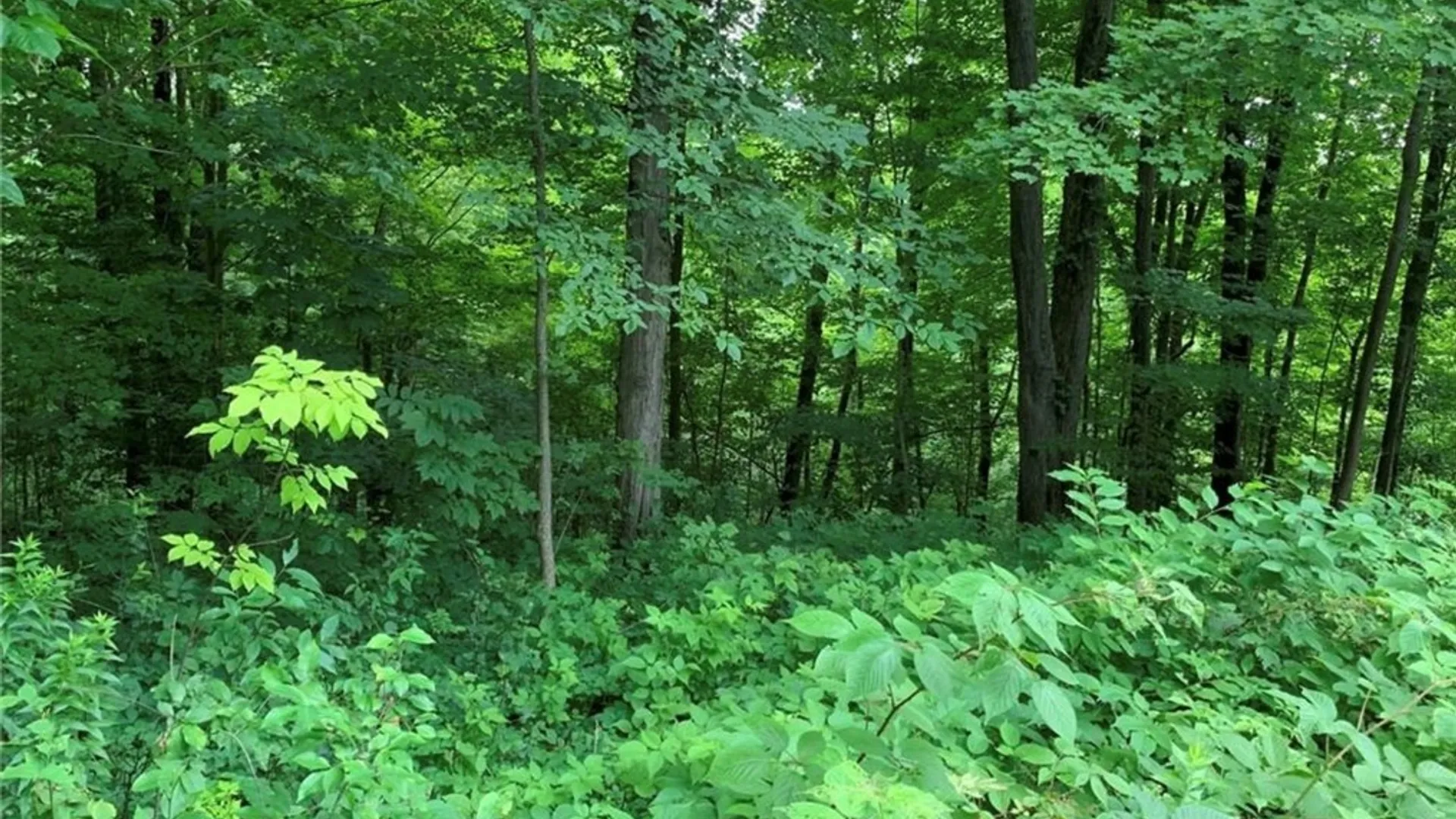 Property at 60 Ridgeway Sites Avenue, Minetto, NY 13115 48
